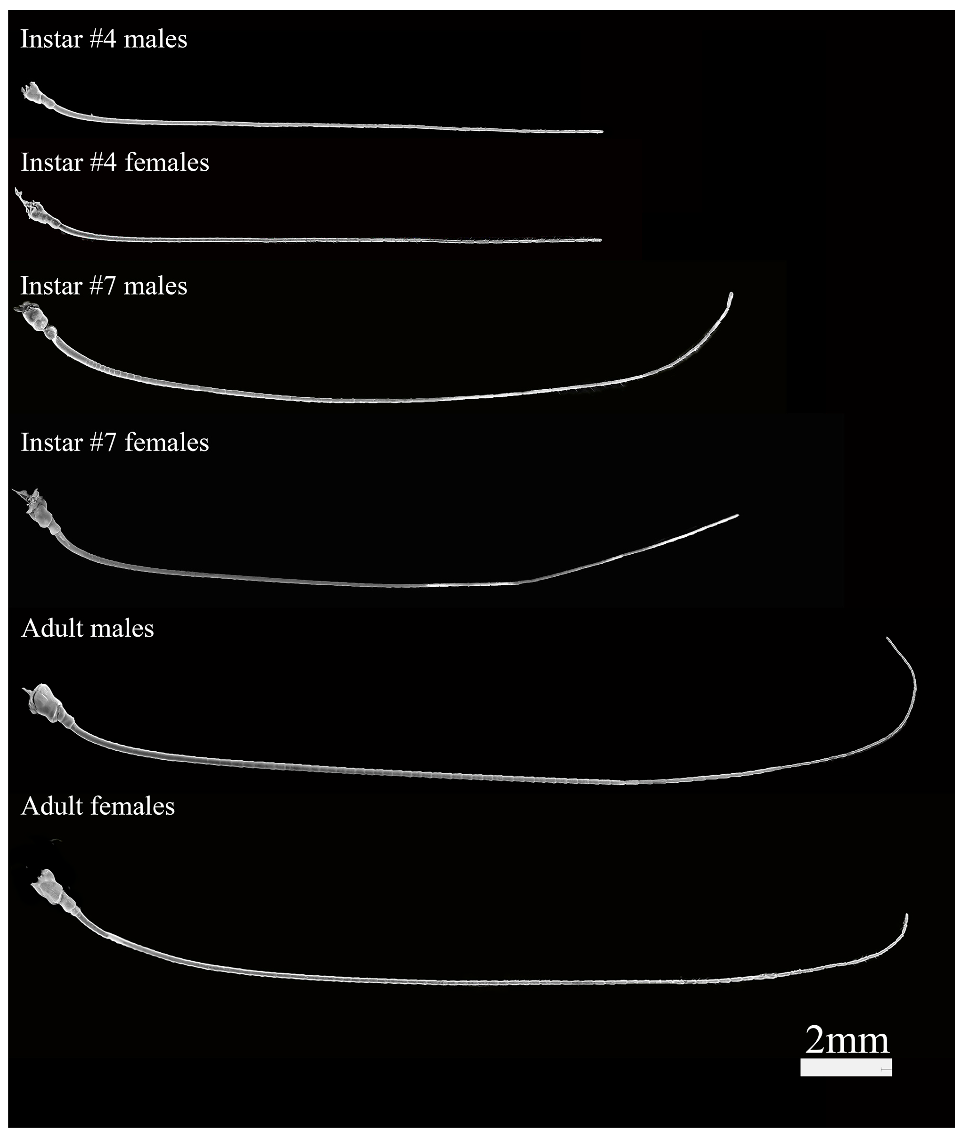Insects 16 00655 g002