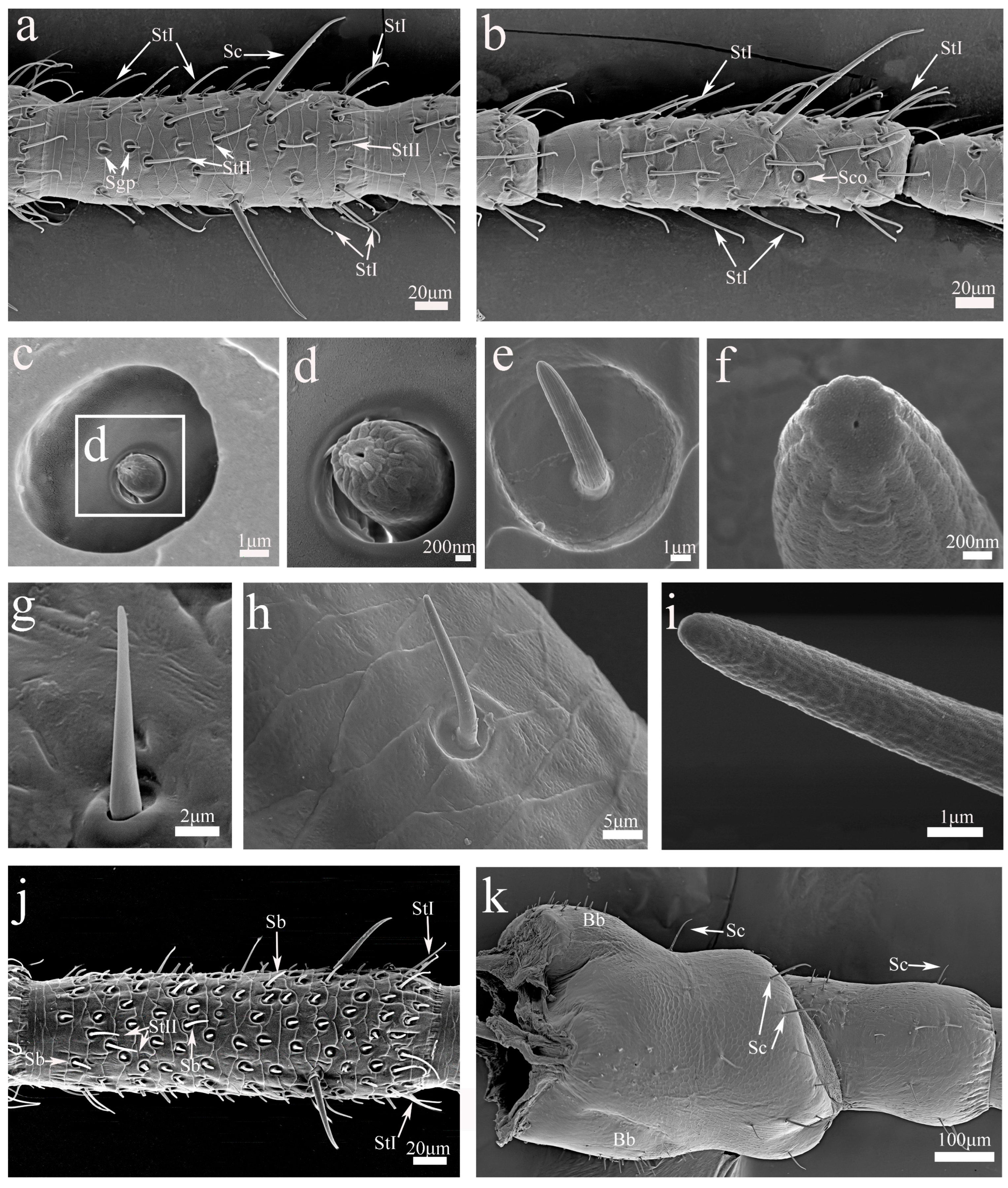 Insects 16 00655 g004