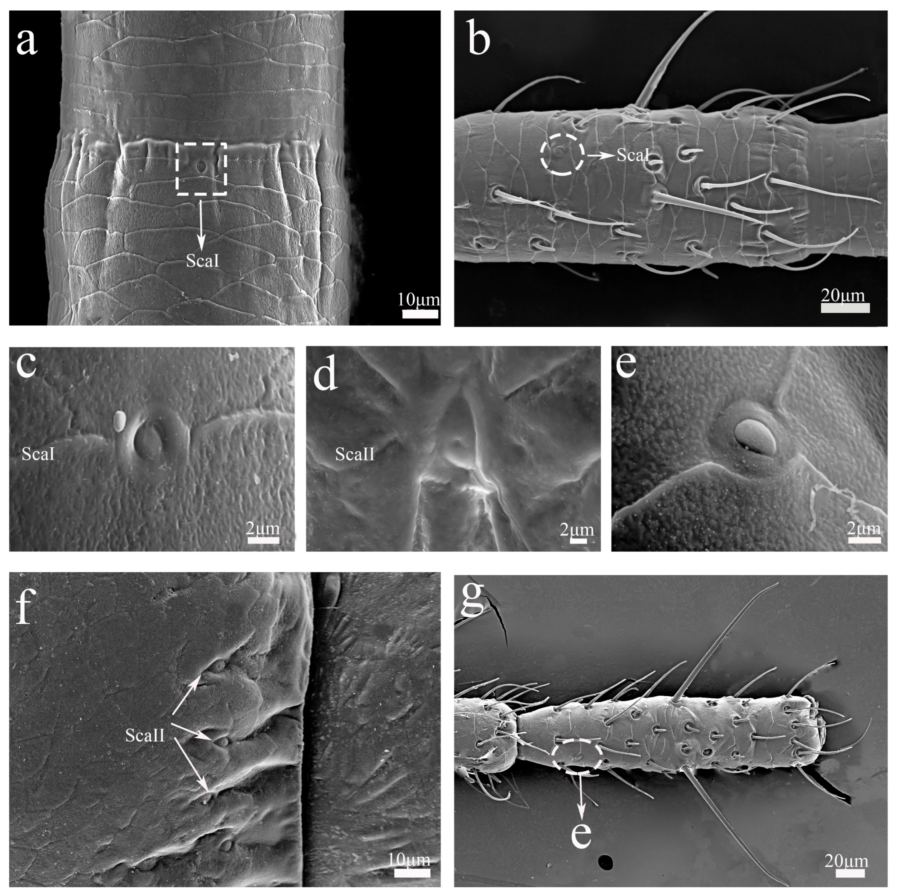 Insects 16 00655 g005