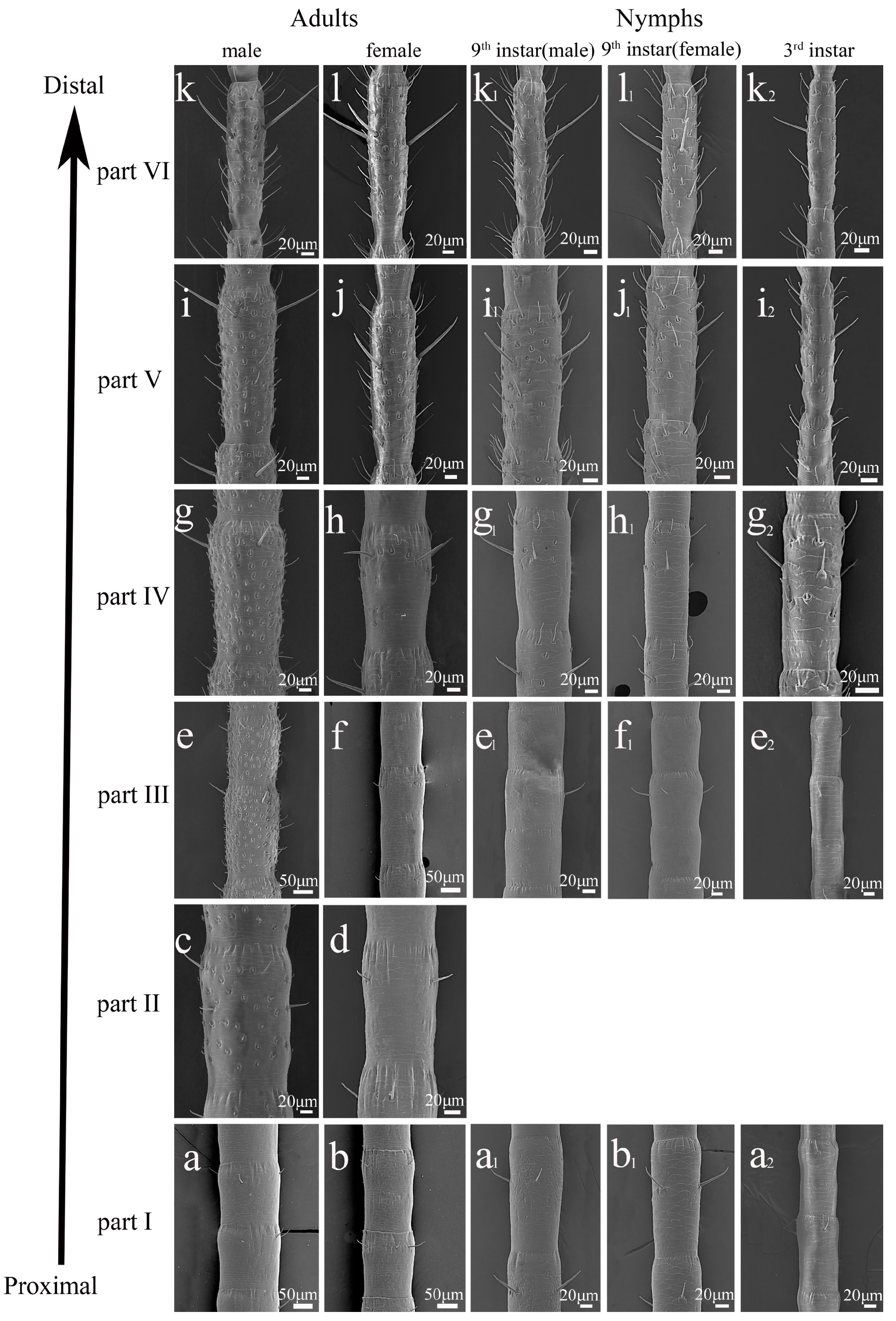 Insects 16 00655 g006