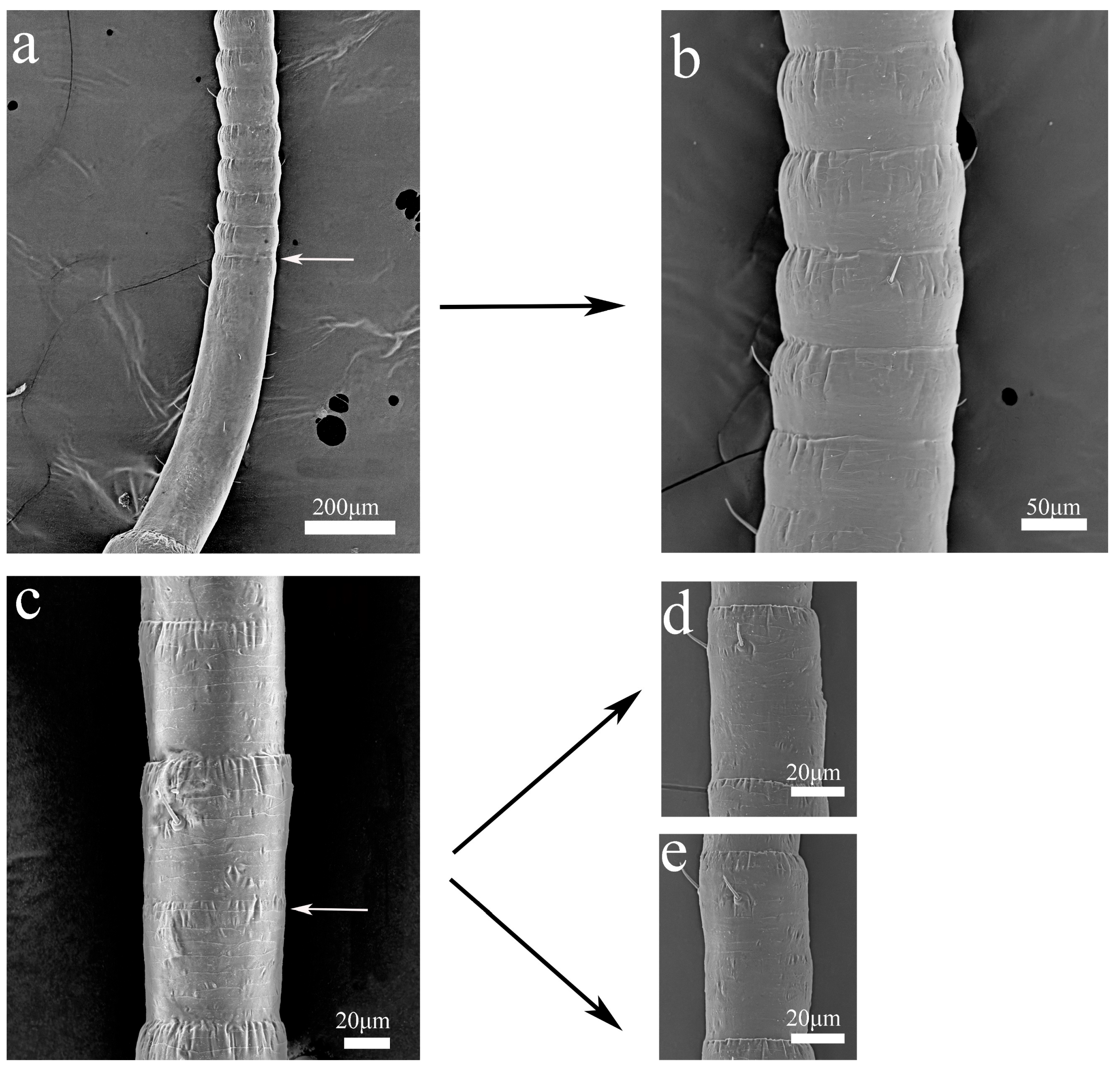 Insects 16 00655 g009