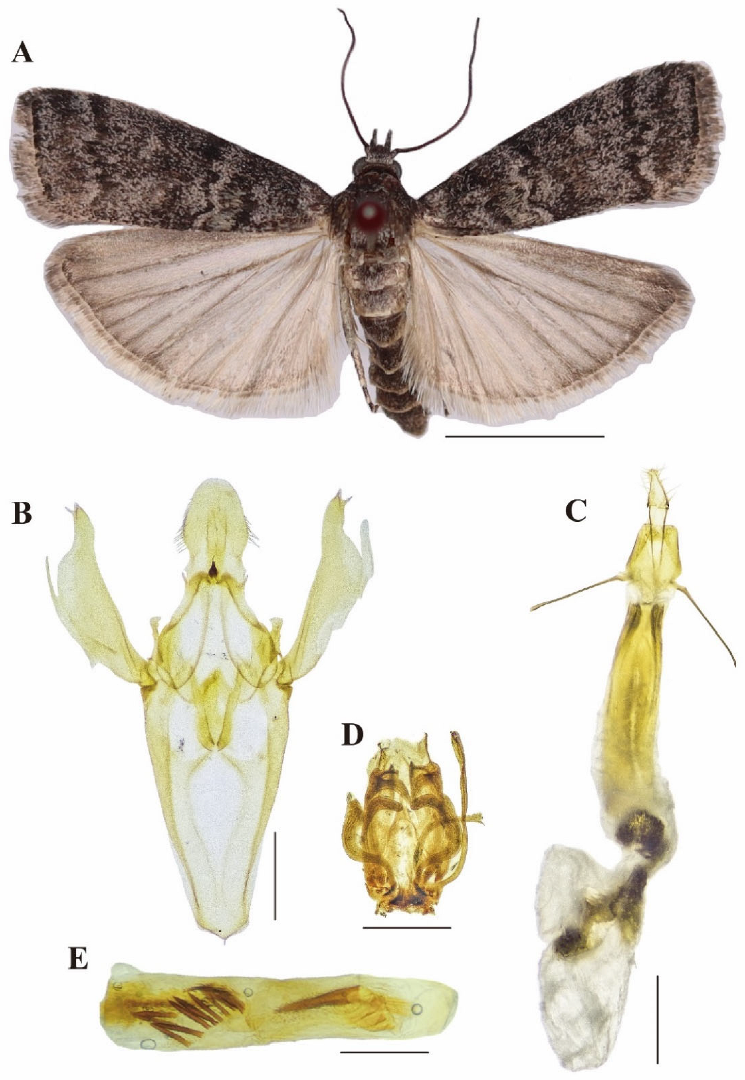 Insects 16 00664 g001