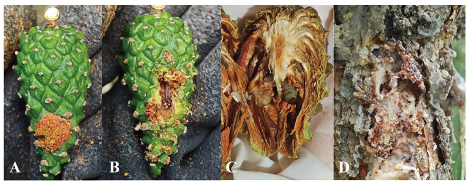 Insects 16 00664 g003