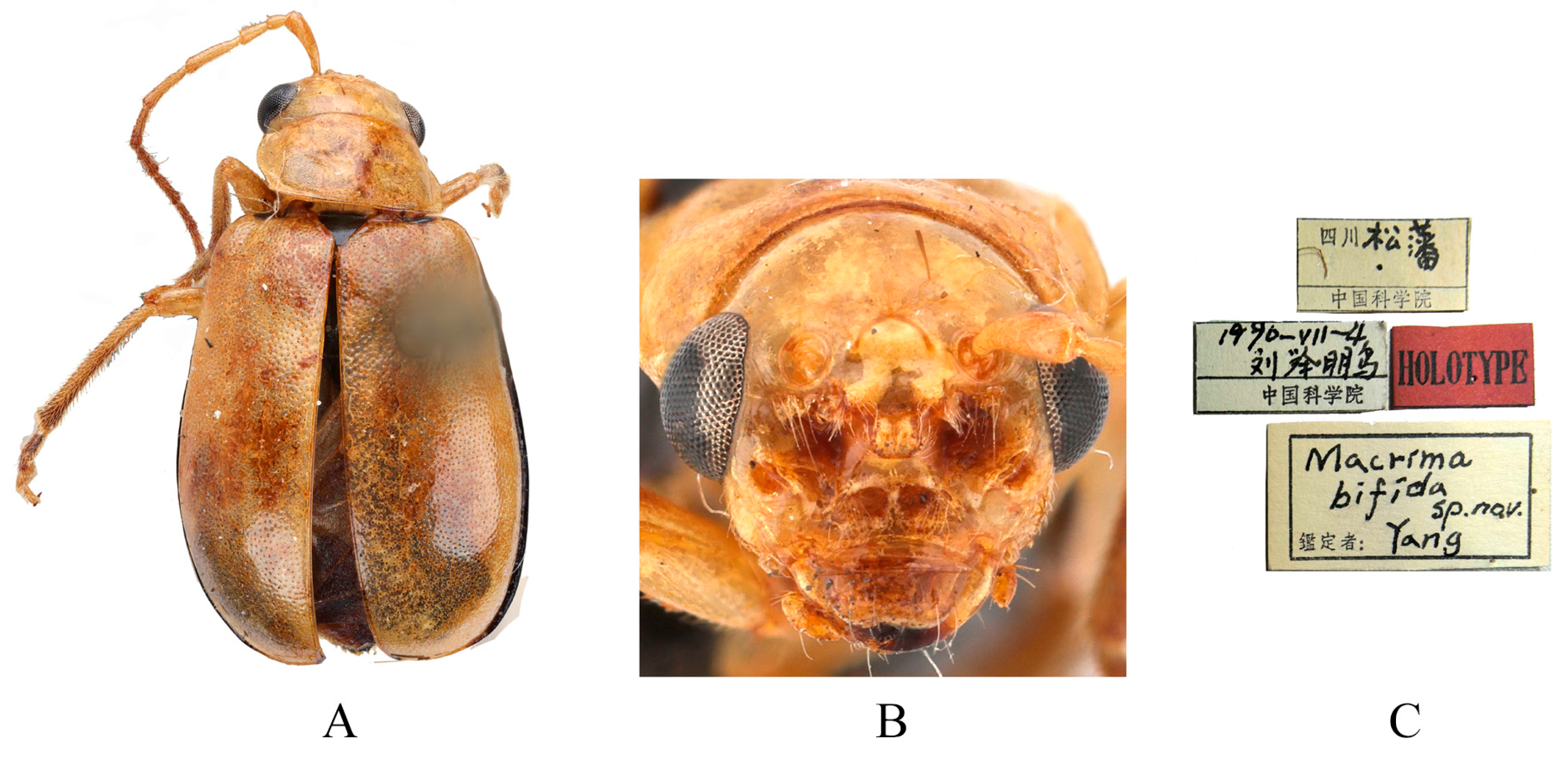 Insects 16 00685 g008