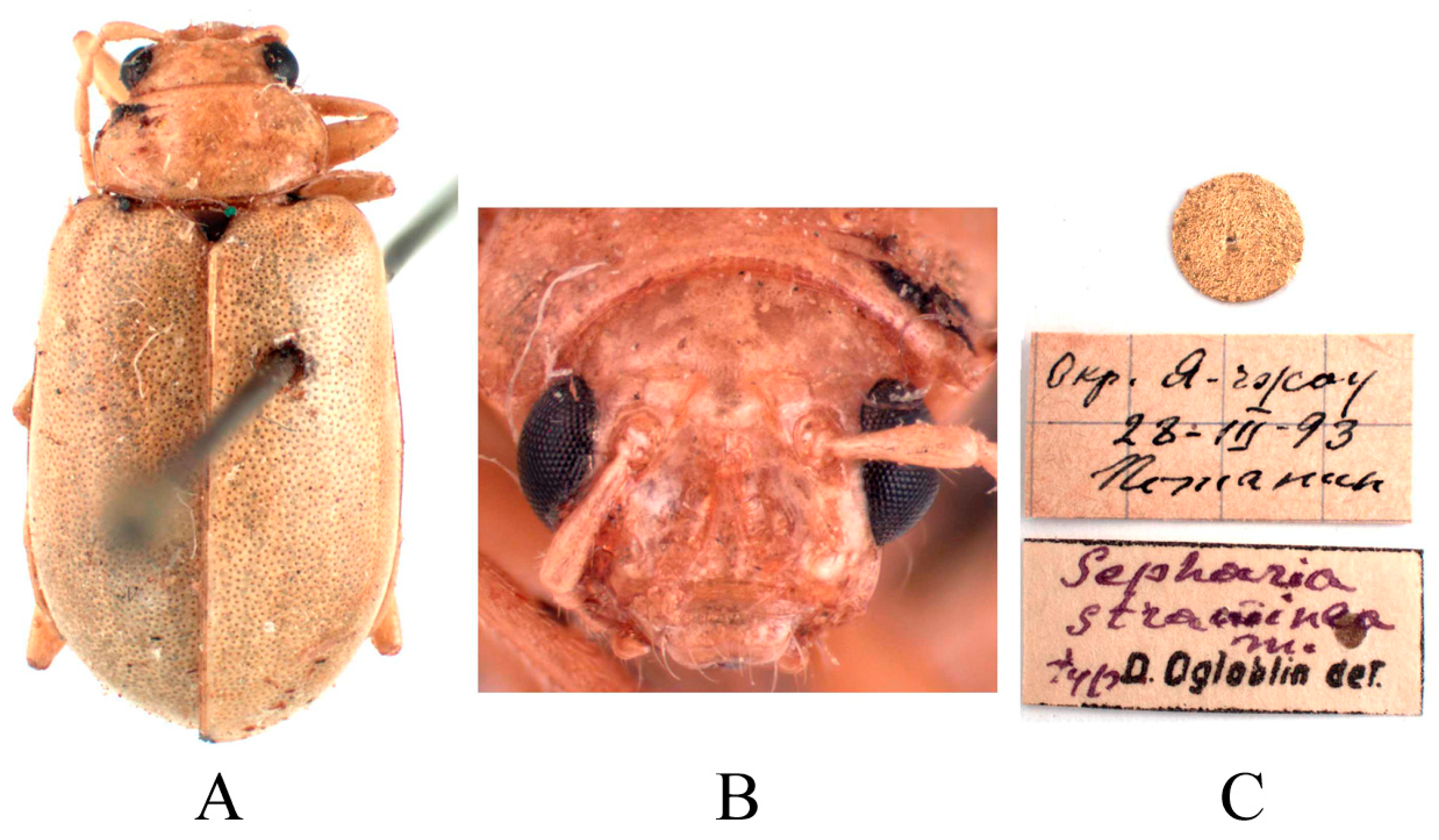 Insects 16 00685 g017