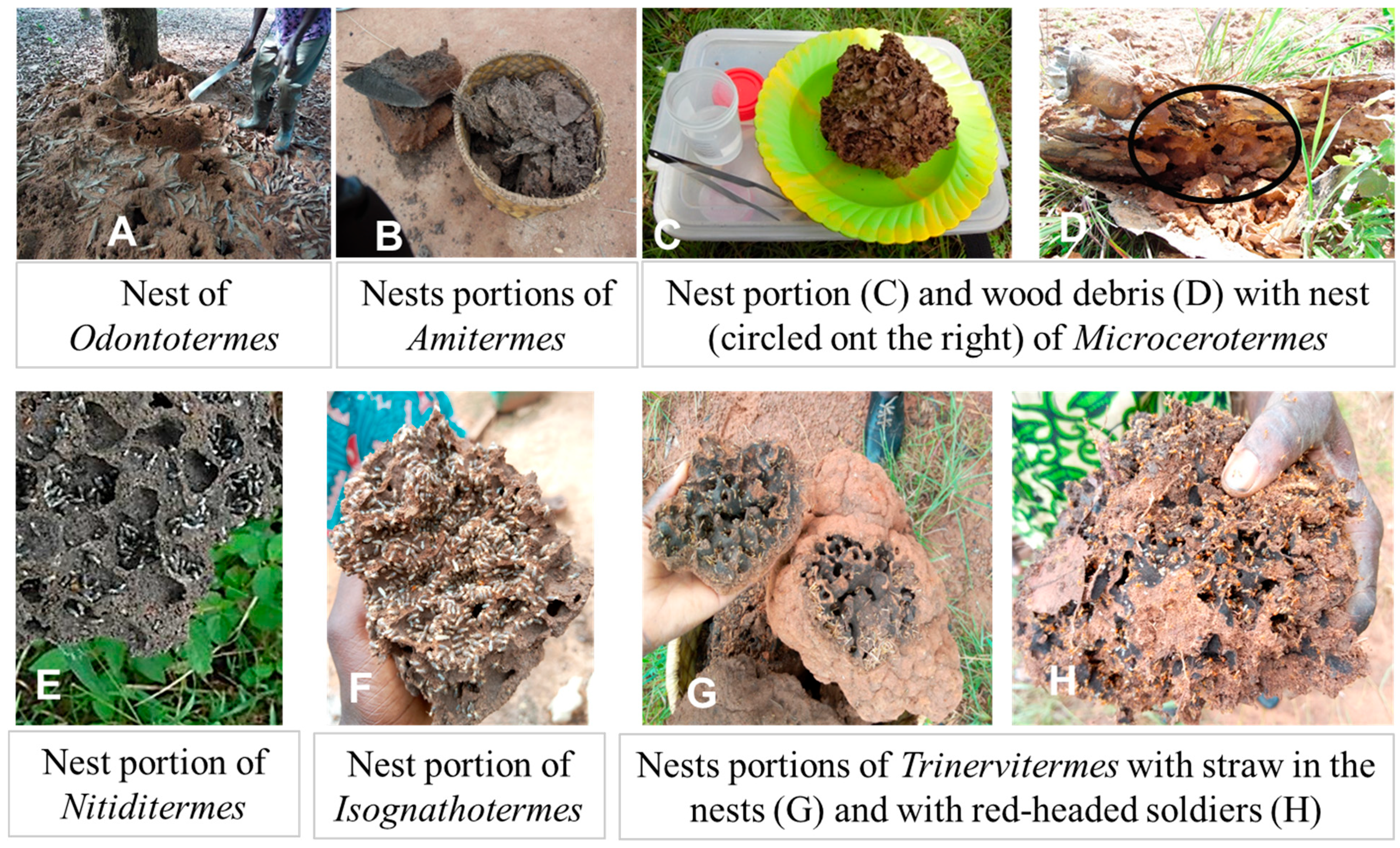 Diversity of Termites Used in Poultry Feed in Burkina Faso | MDPI