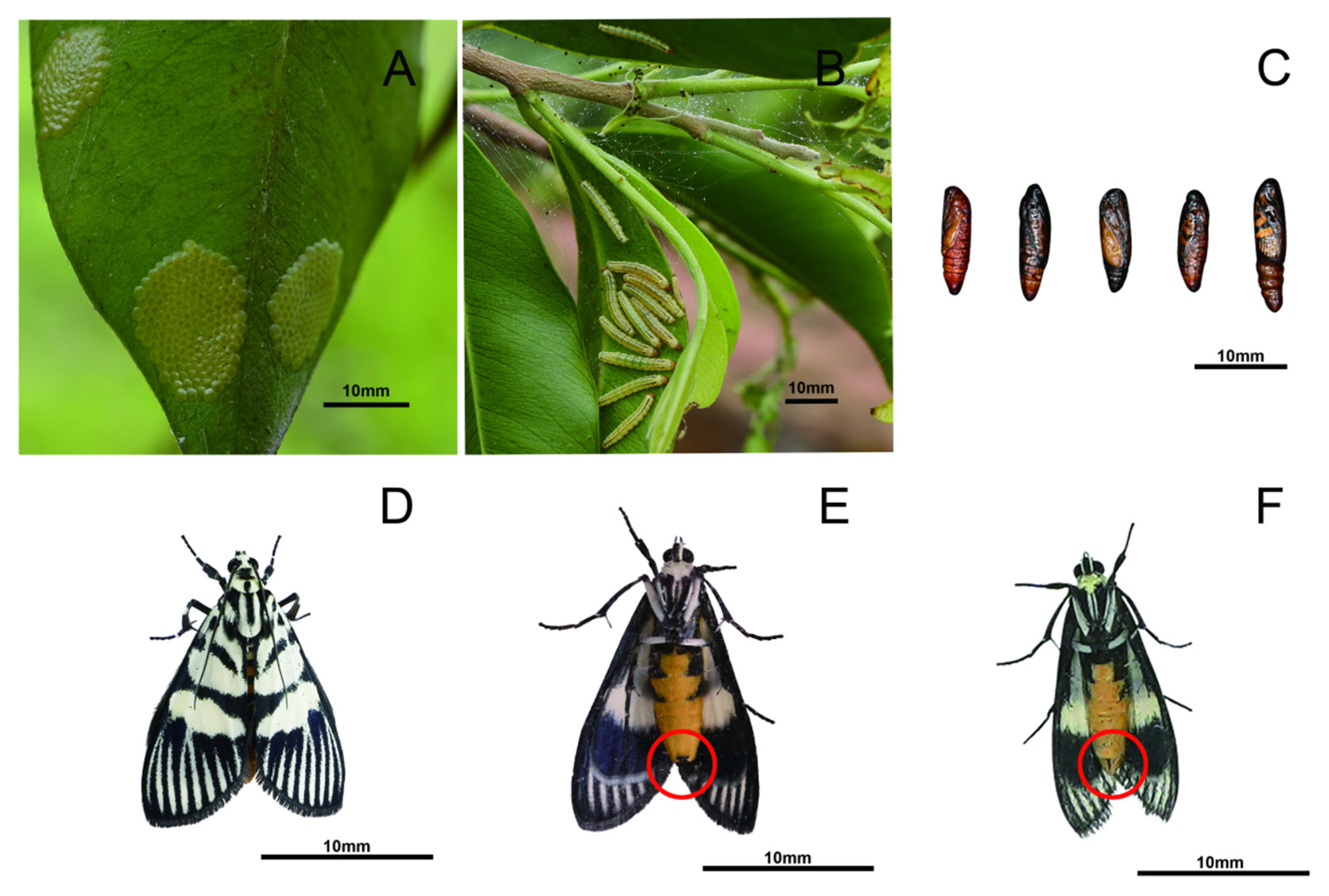 Insects 16 00690 g001