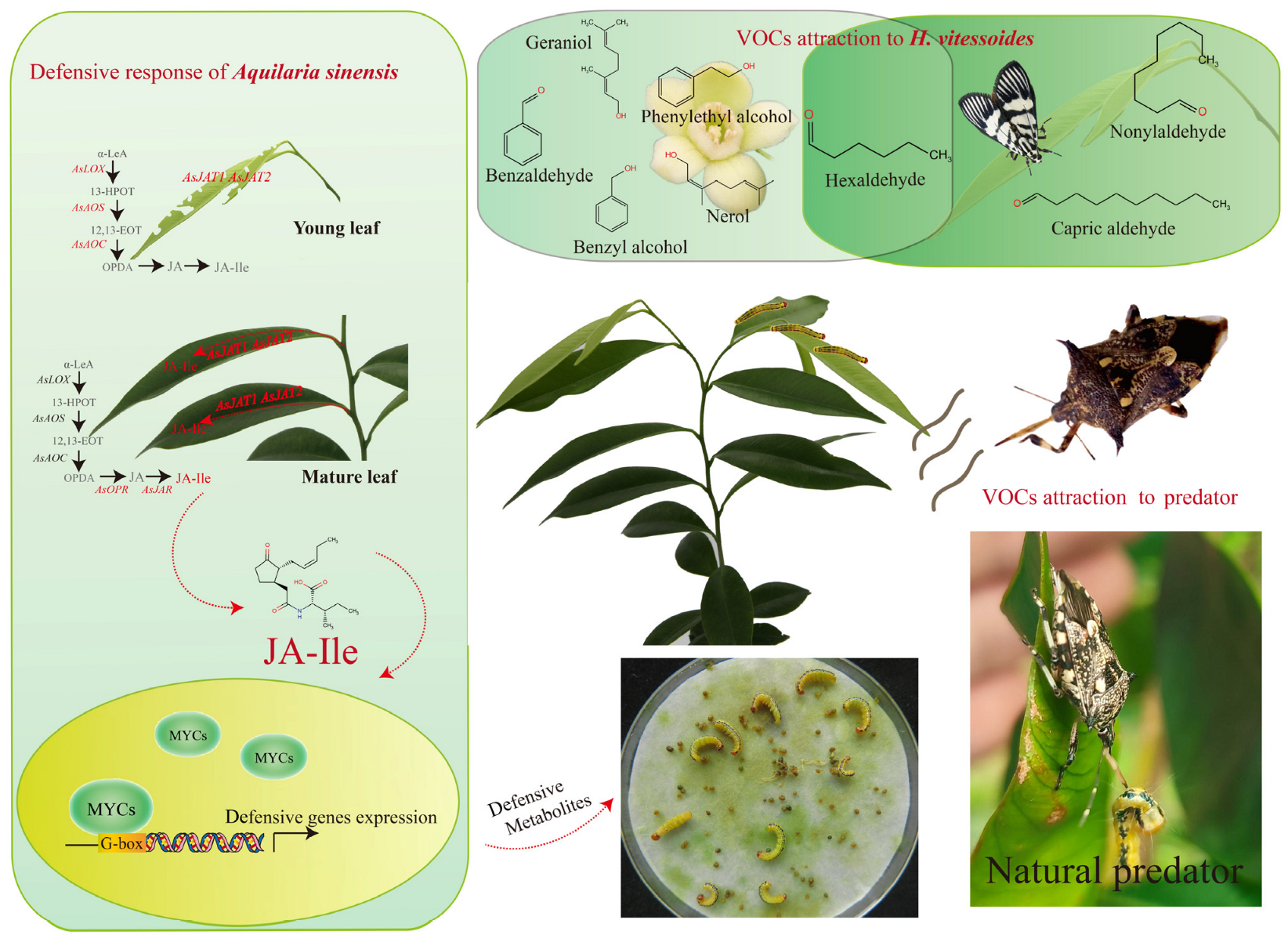Insects 16 00690 g002