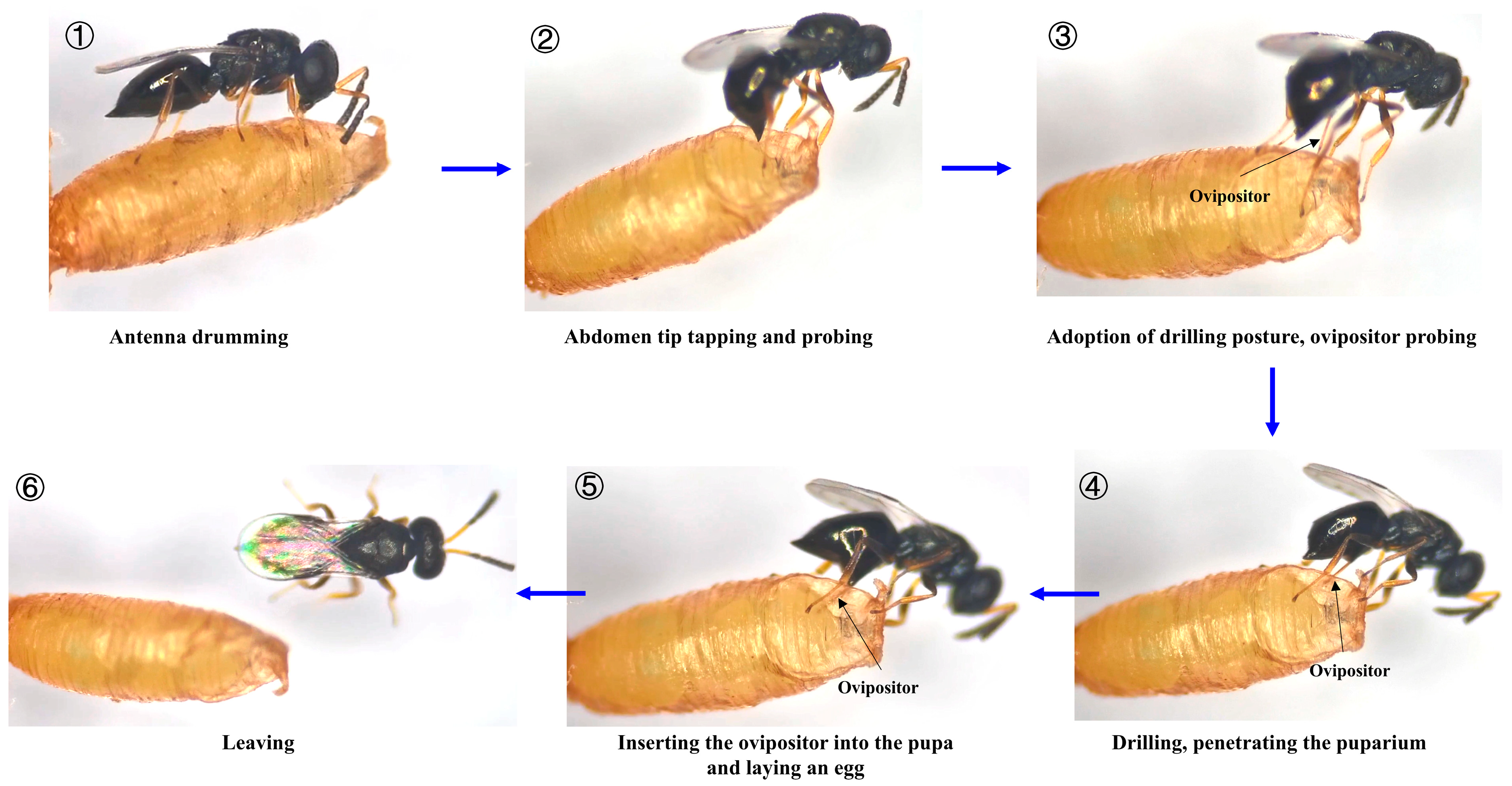 Insects 16 00708 g001