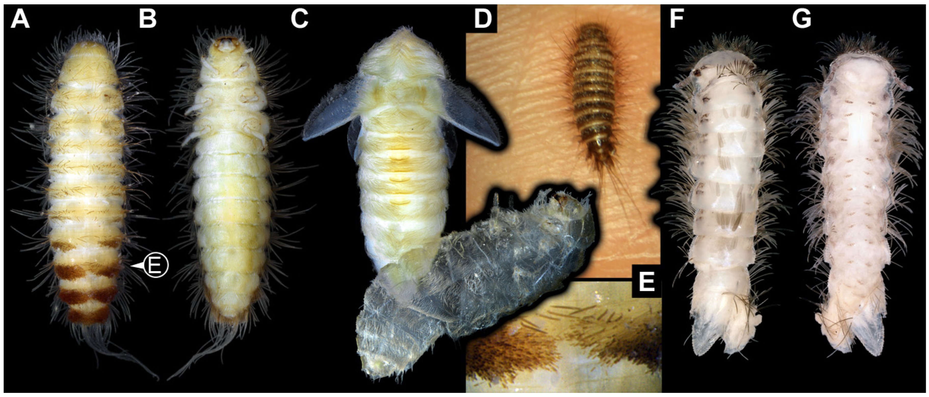 Insects 16 00710 g001
