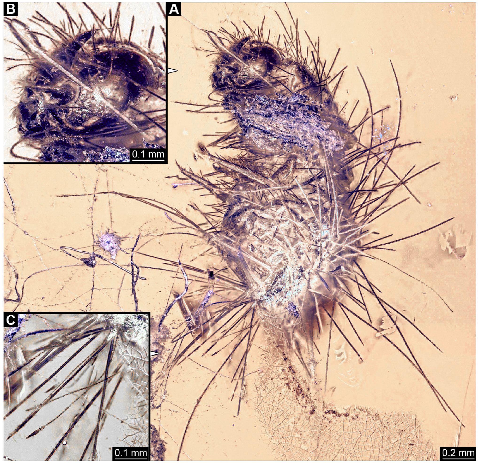 Insects 16 00710 g002