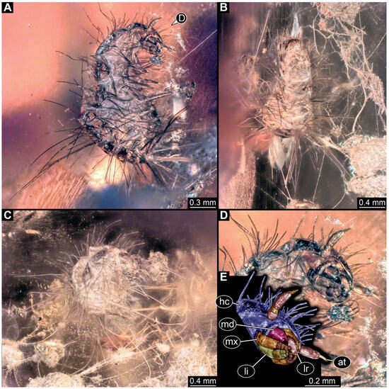 Insects 16 00710 g003