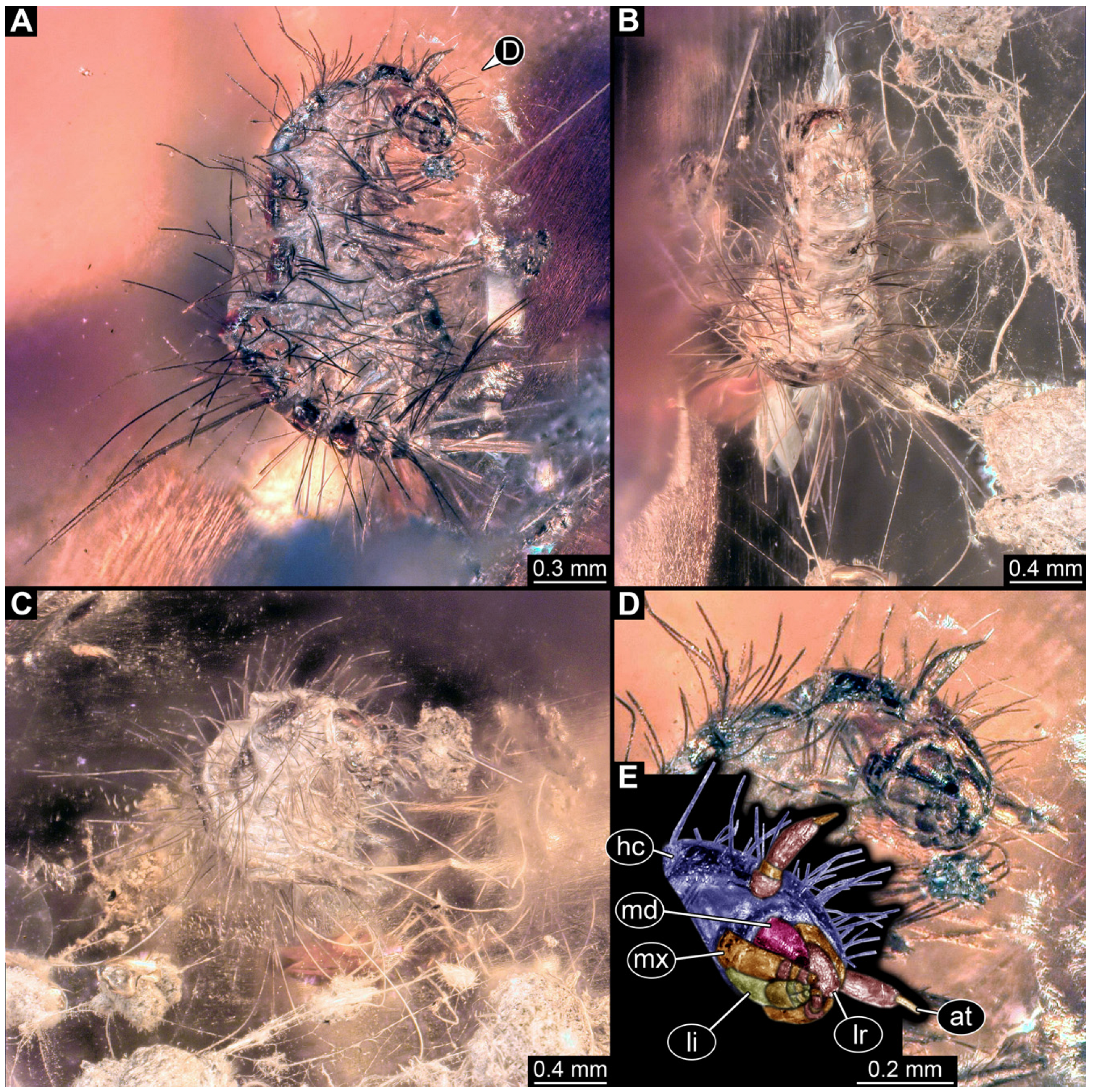 Insects 16 00710 g003