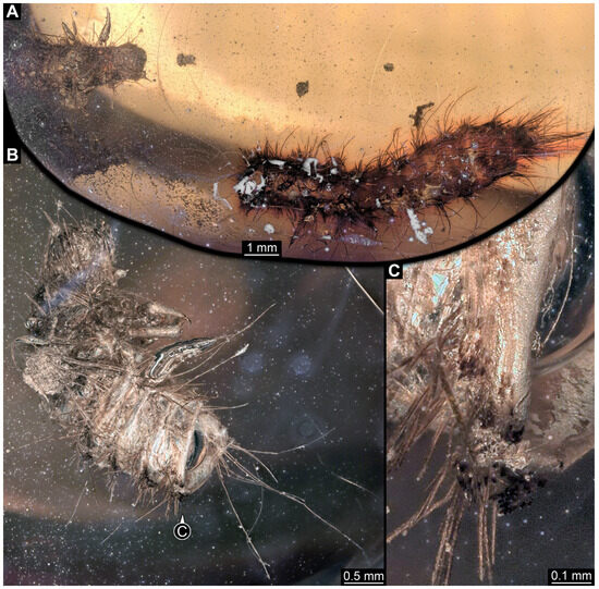 Insects 16 00710 g004