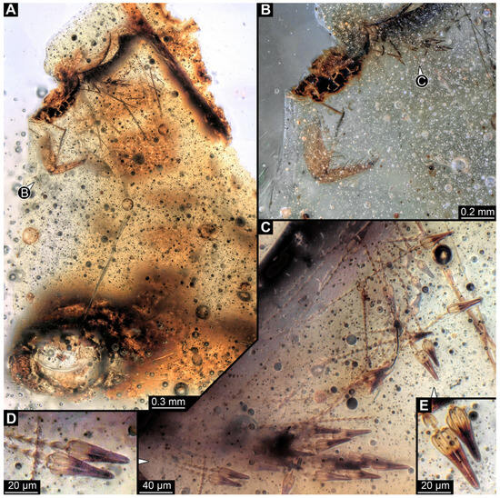 Insects 16 00710 g006