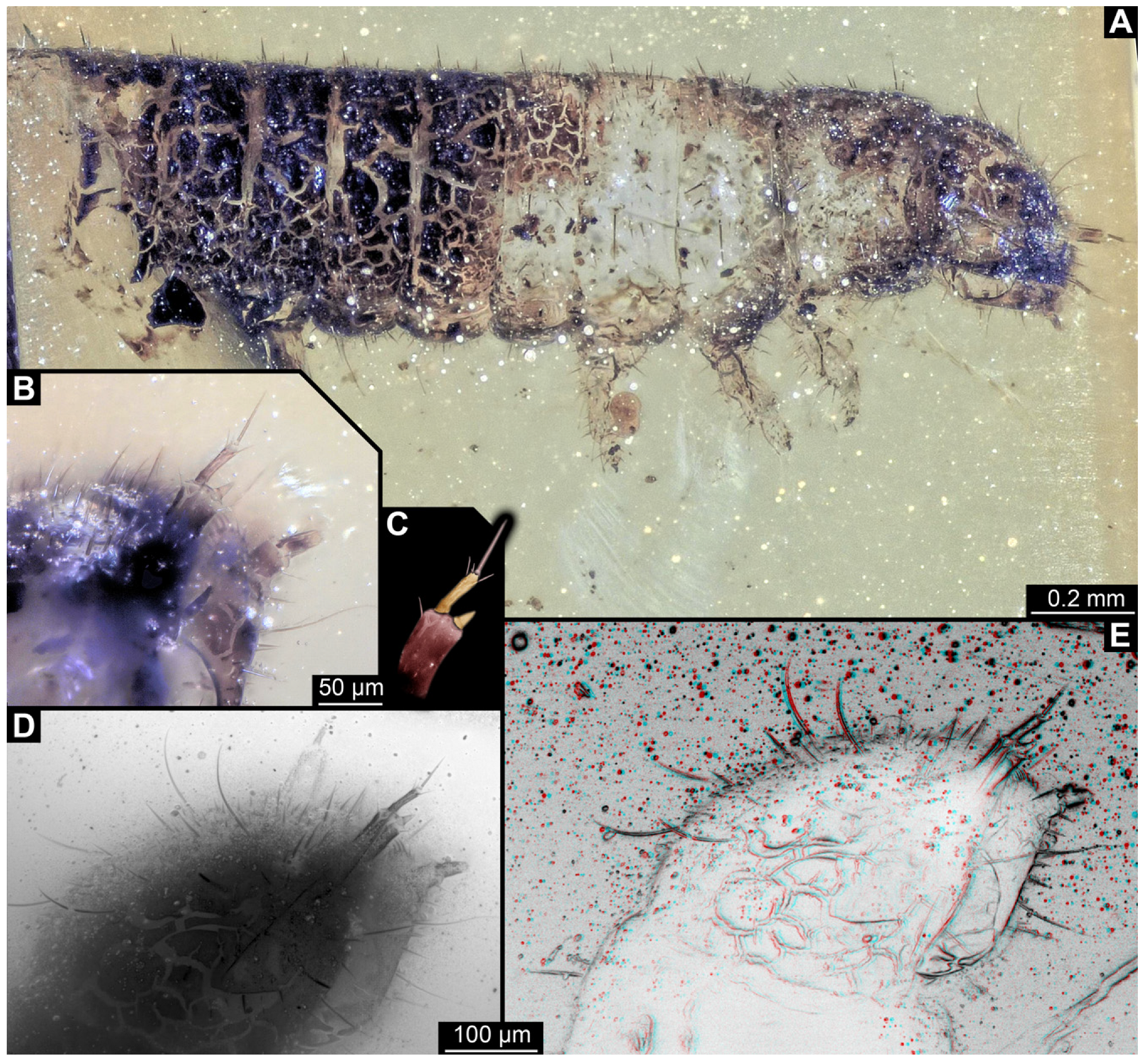 Insects 16 00710 g007