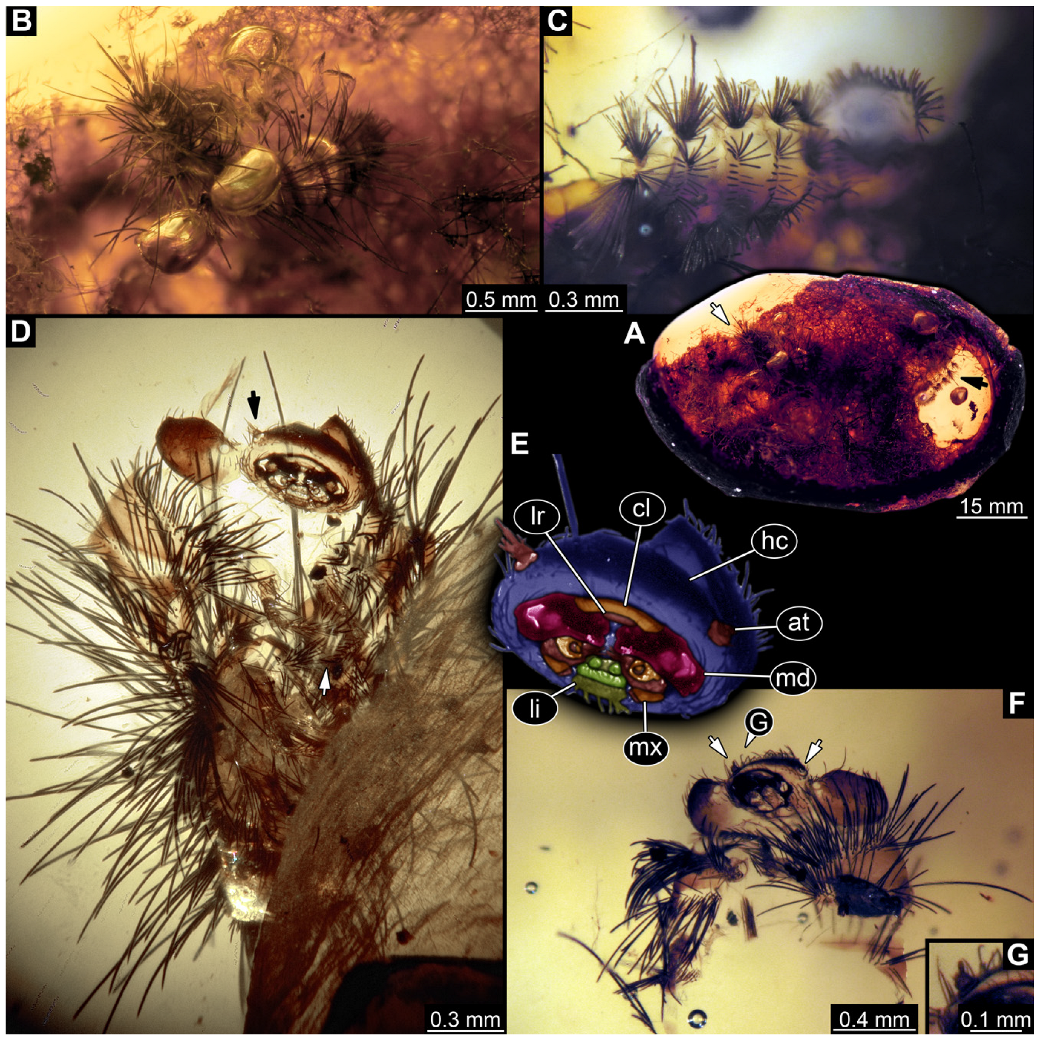 Insects 16 00710 g010