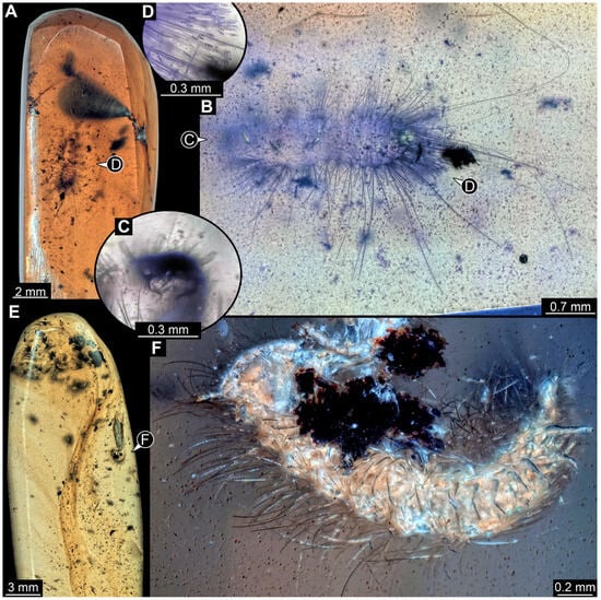 Insects 16 00710 g011