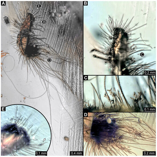 Insects 16 00710 g012