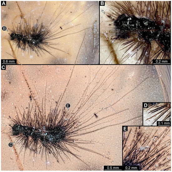 Insects 16 00710 g013