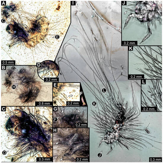 Insects 16 00710 g014