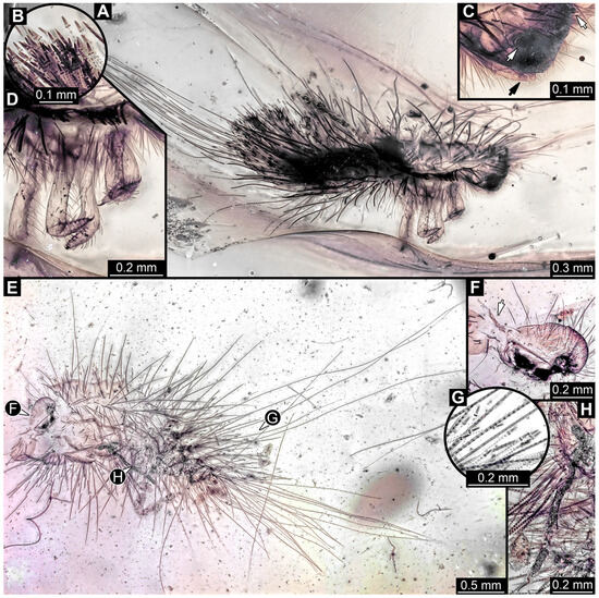 Insects 16 00710 g016