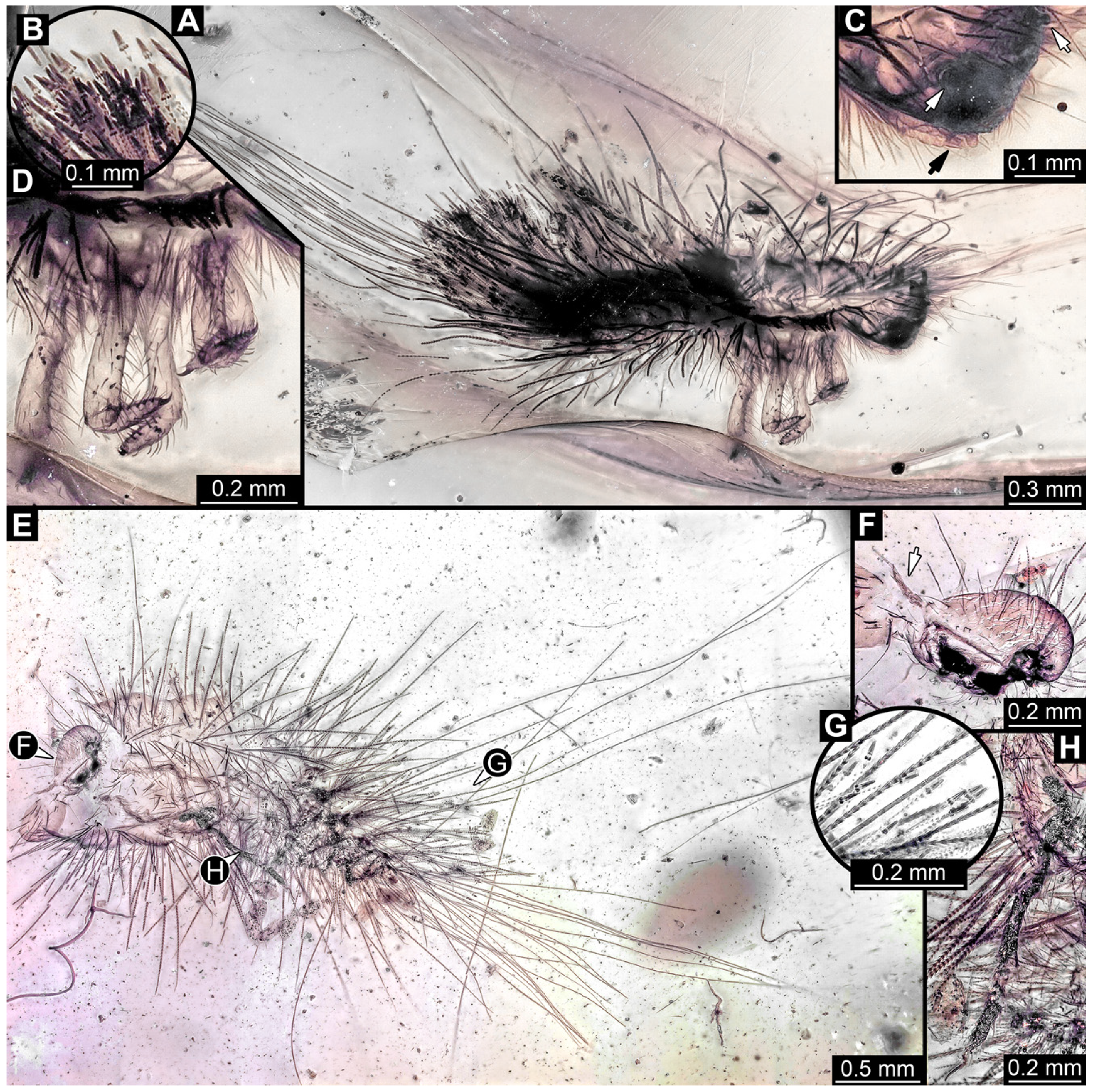 Insects 16 00710 g016