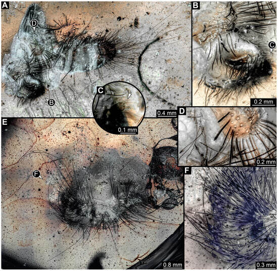 Insects 16 00710 g017