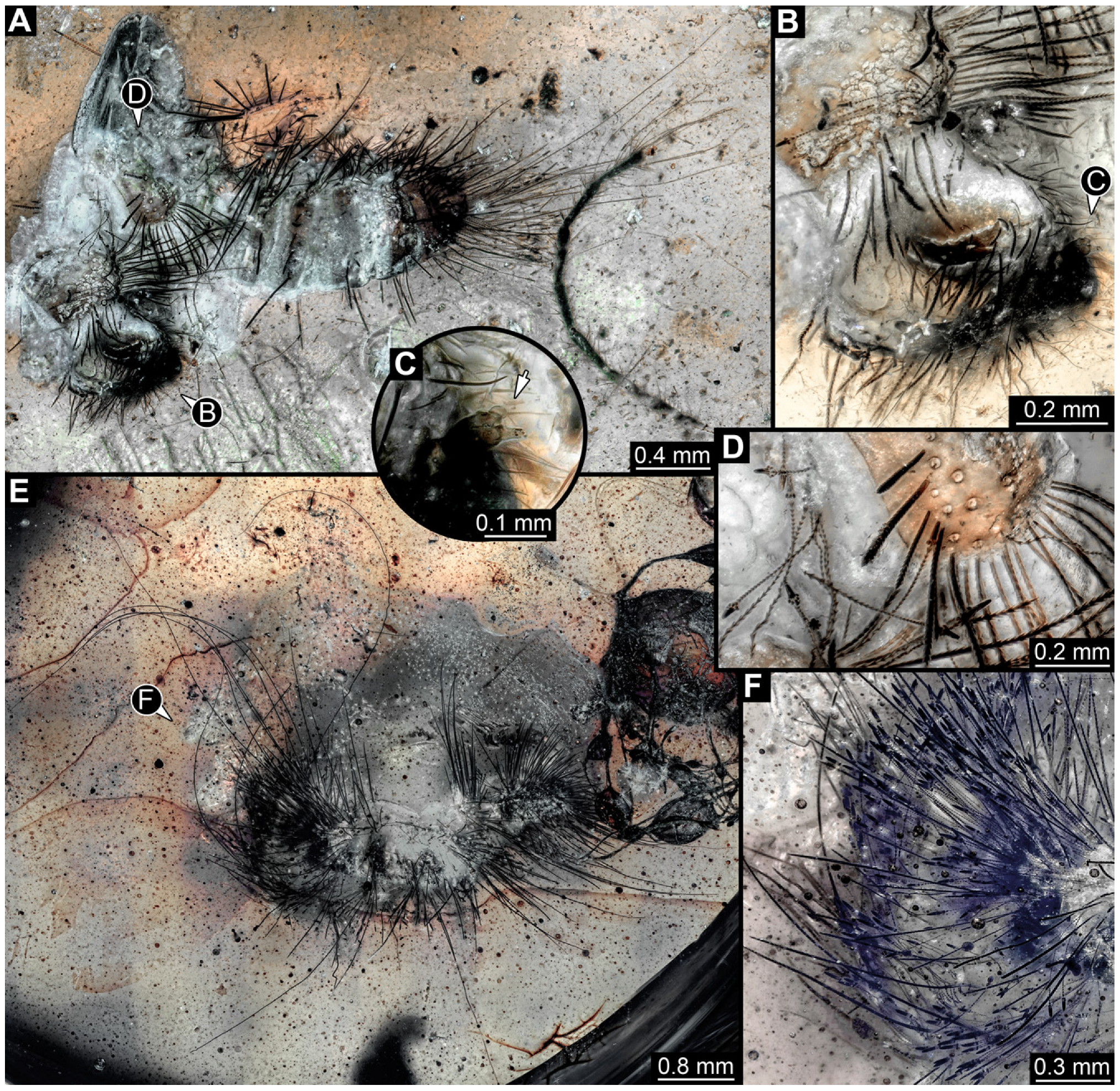 Insects 16 00710 g017