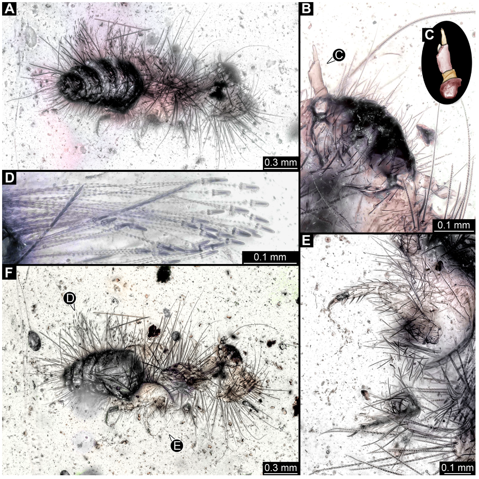 Insects 16 00710 g018