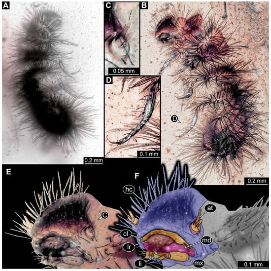 Insects 16 00710 g019