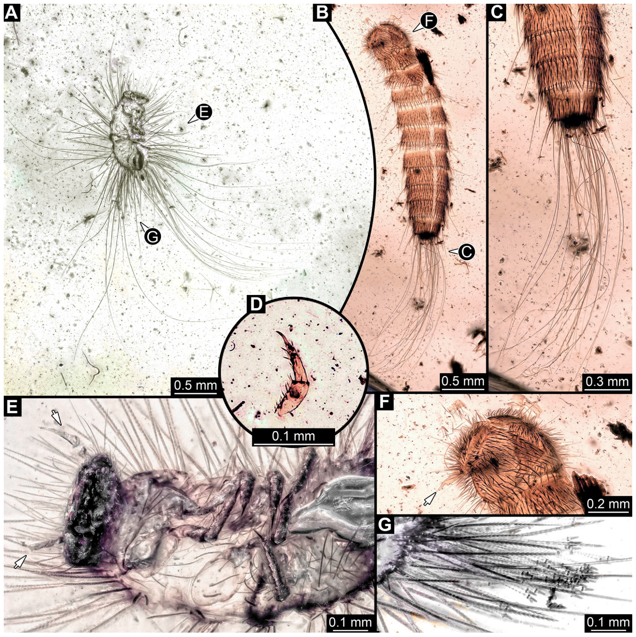Insects 16 00710 g022