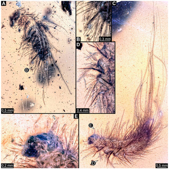 Insects 16 00710 g025