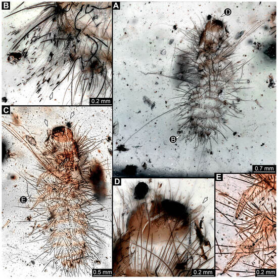 Insects 16 00710 g026