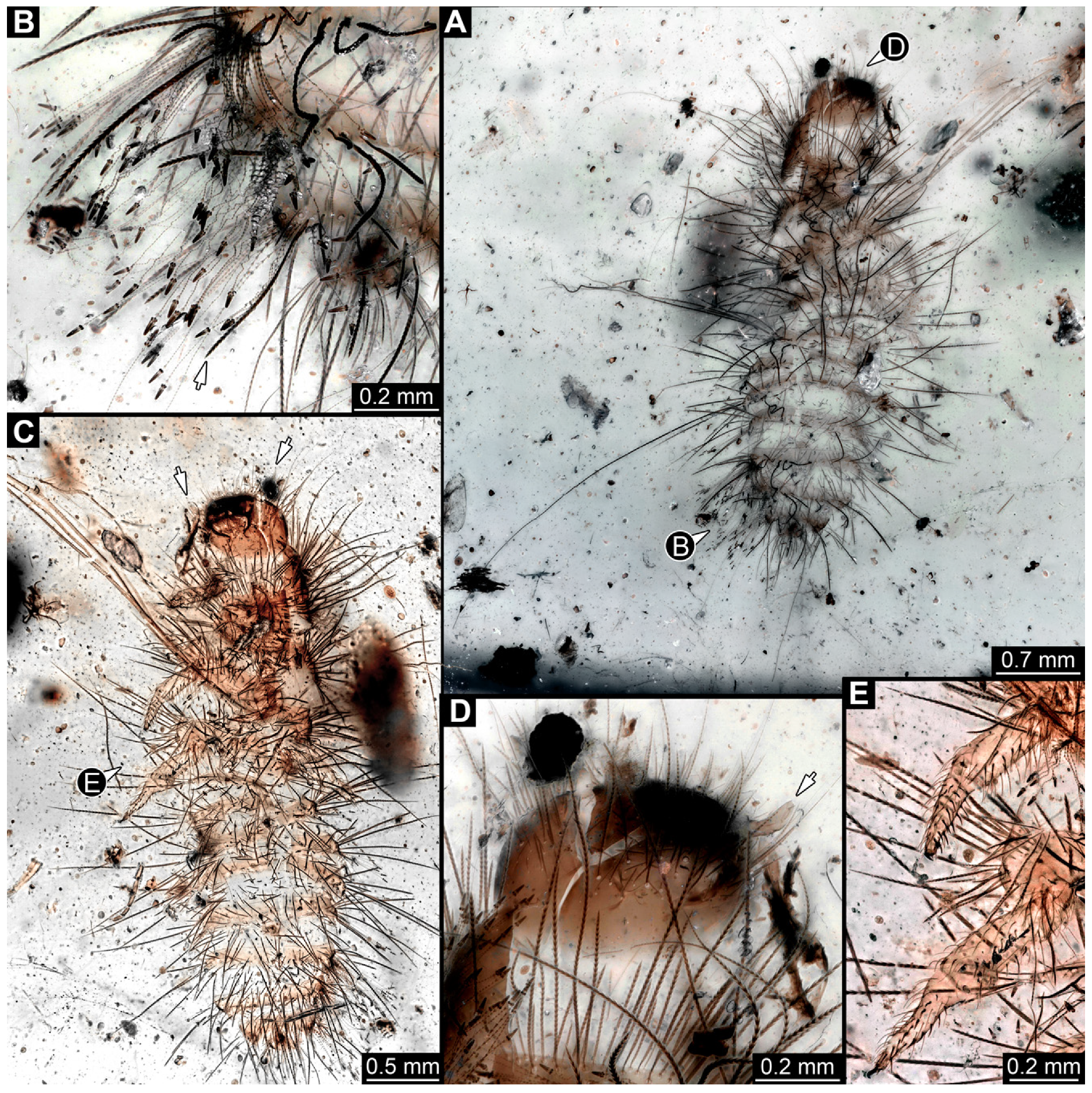 Insects 16 00710 g026