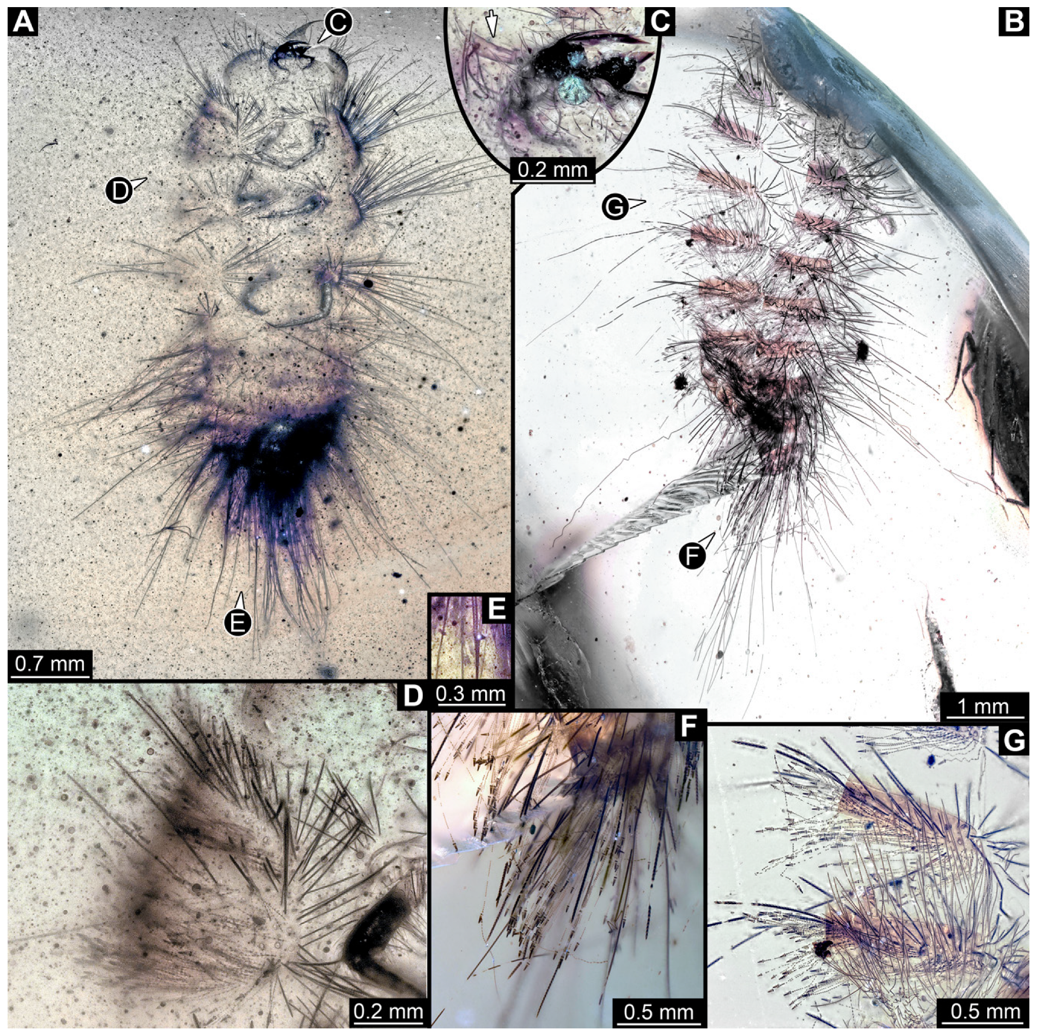 Insects 16 00710 g029