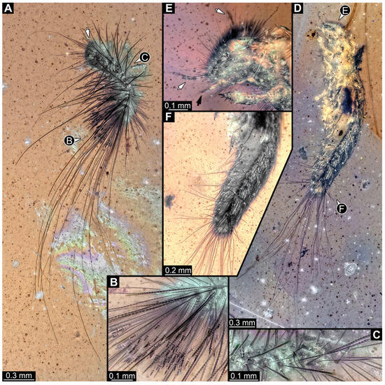 Insects 16 00710 g030