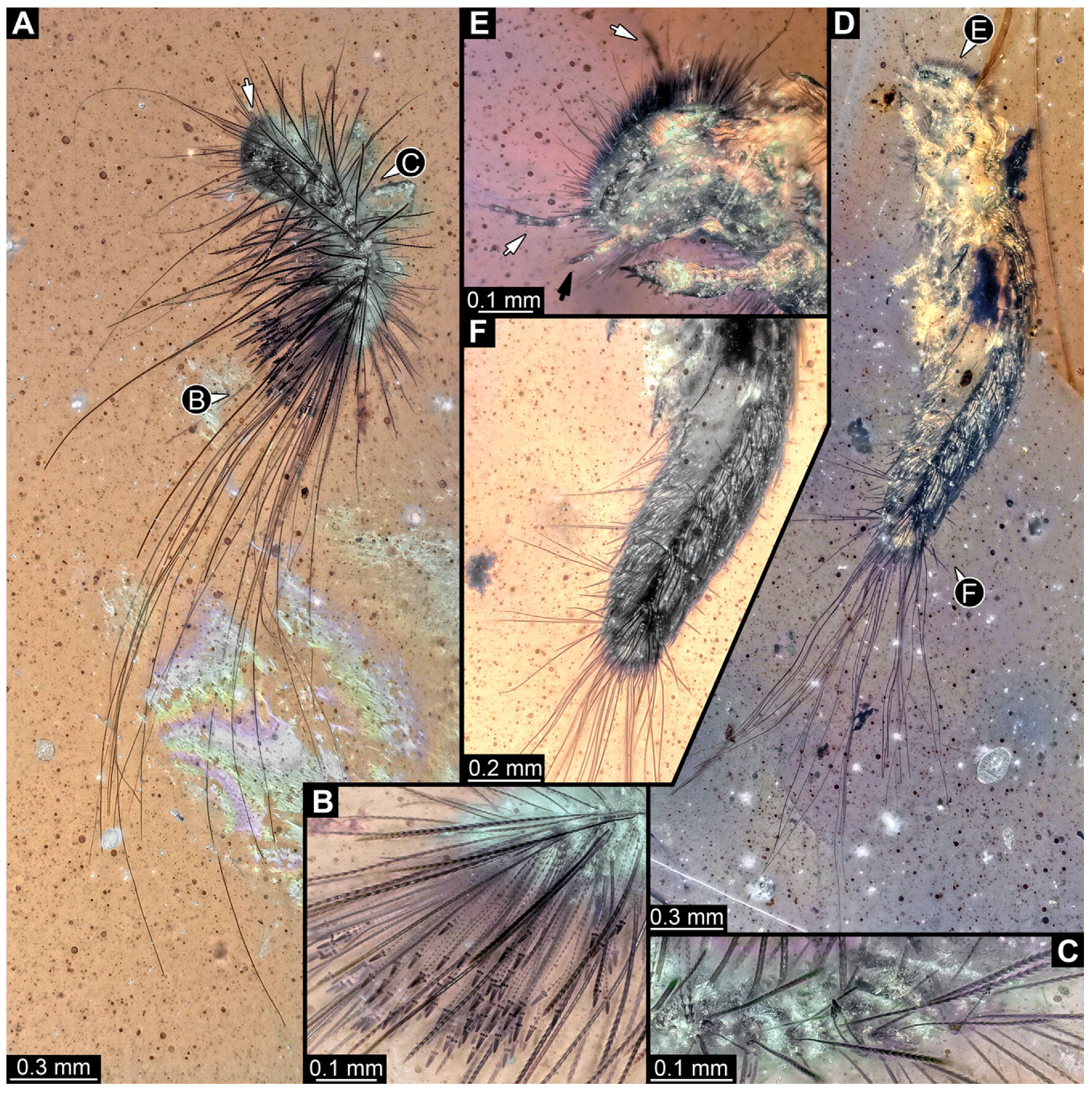 Insects 16 00710 g030