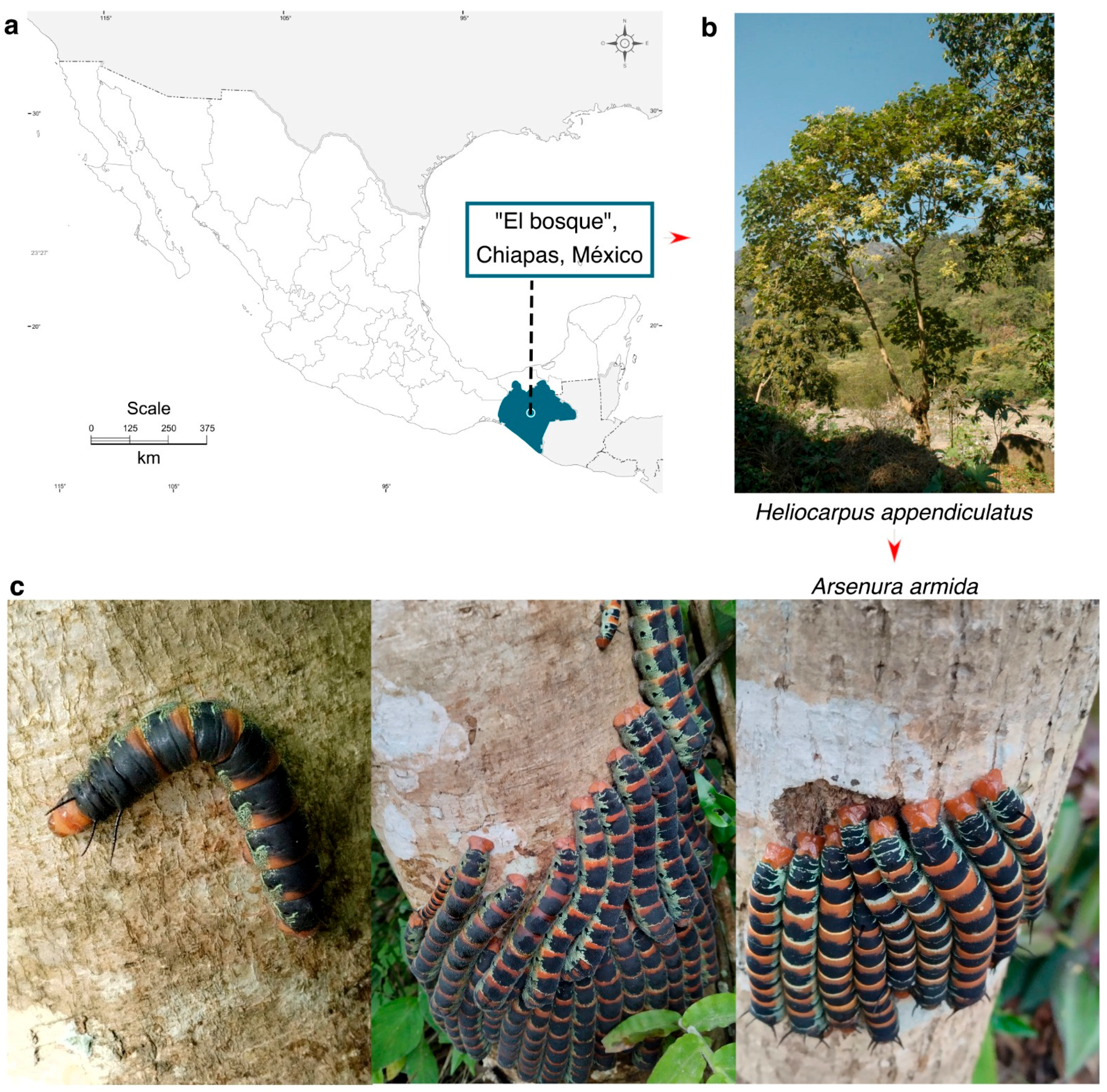 Insects 16 00711 g001