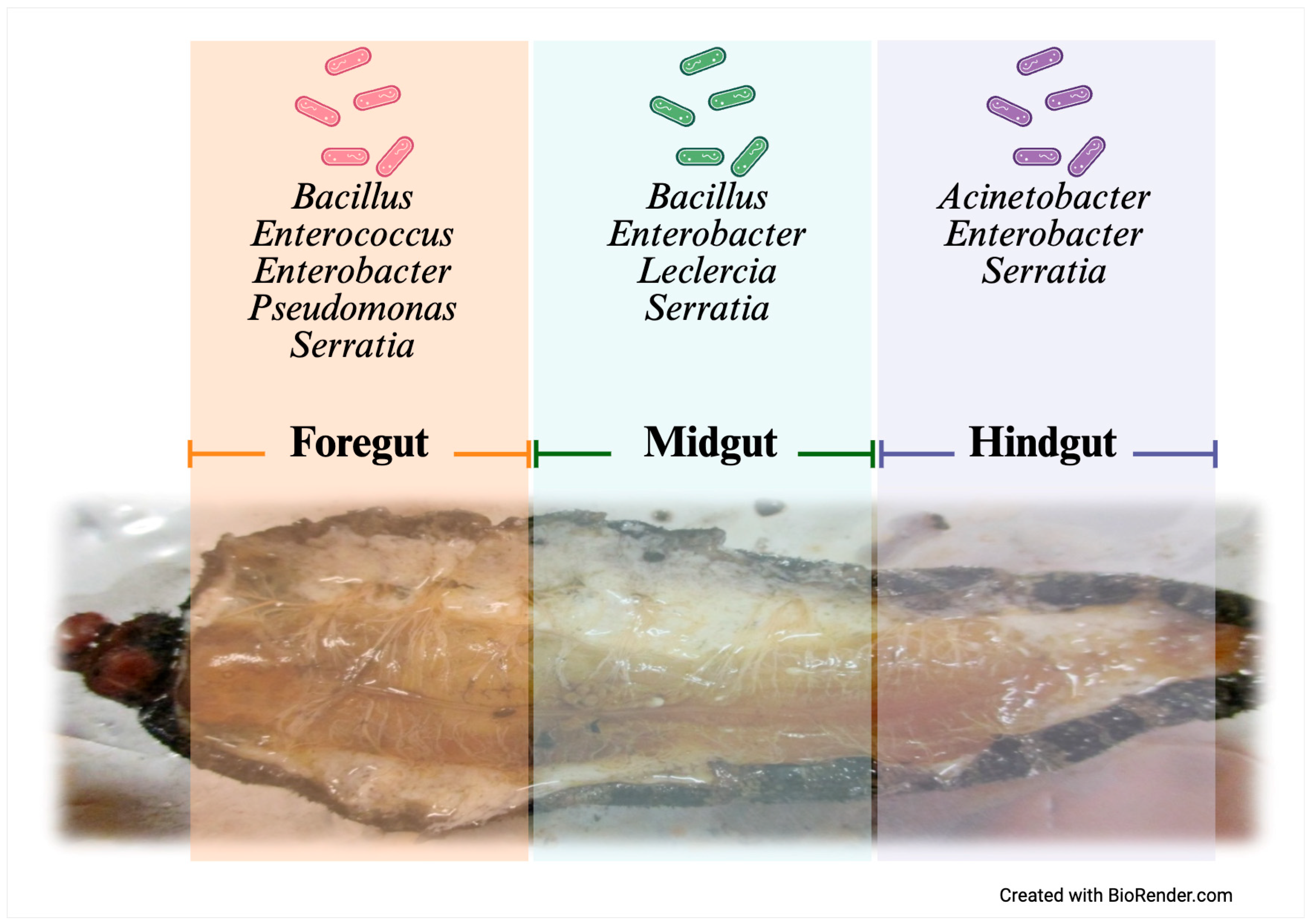 Insects 16 00711 g005