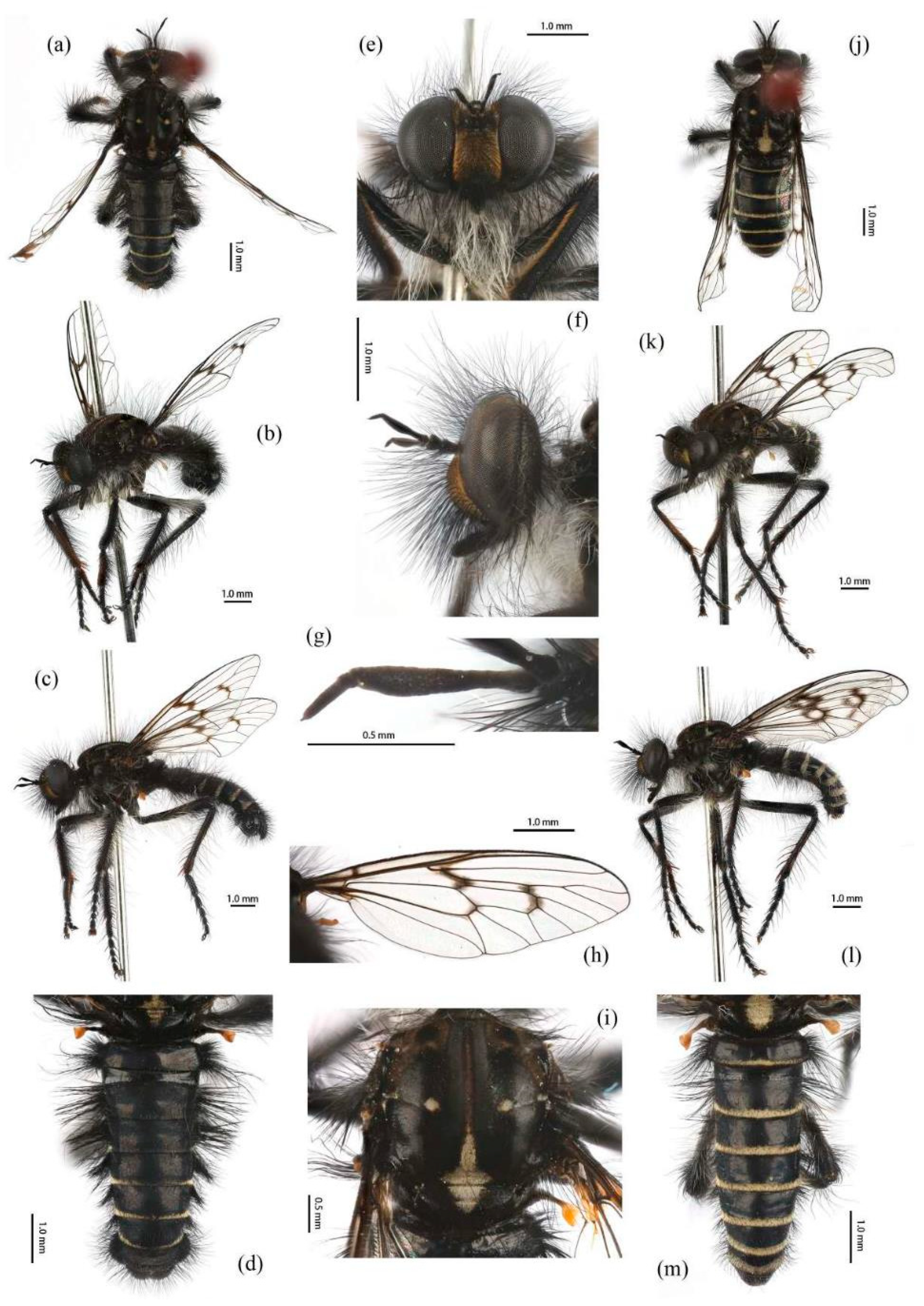 Insects 16 00722 g011