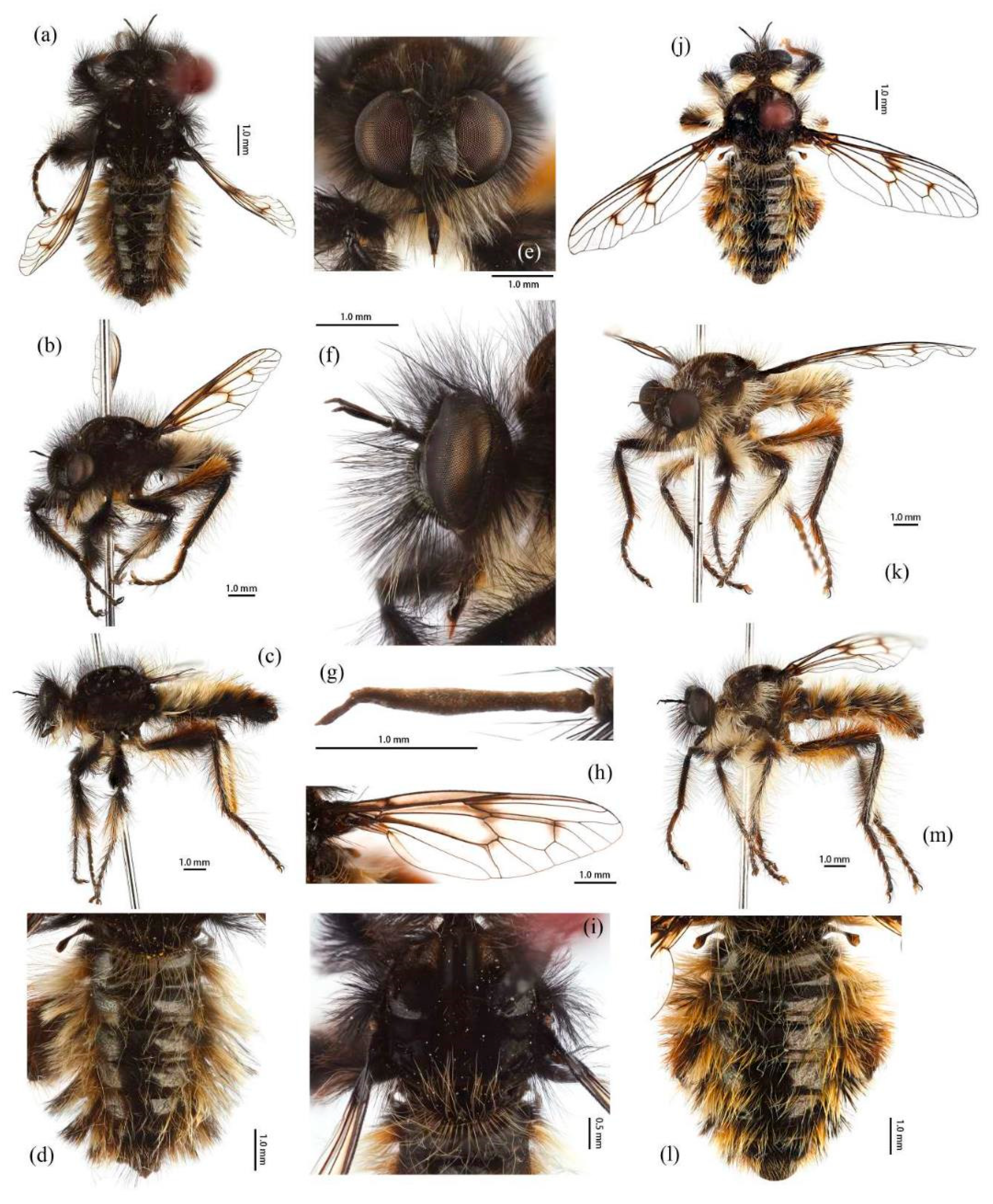 Insects 16 00722 g013