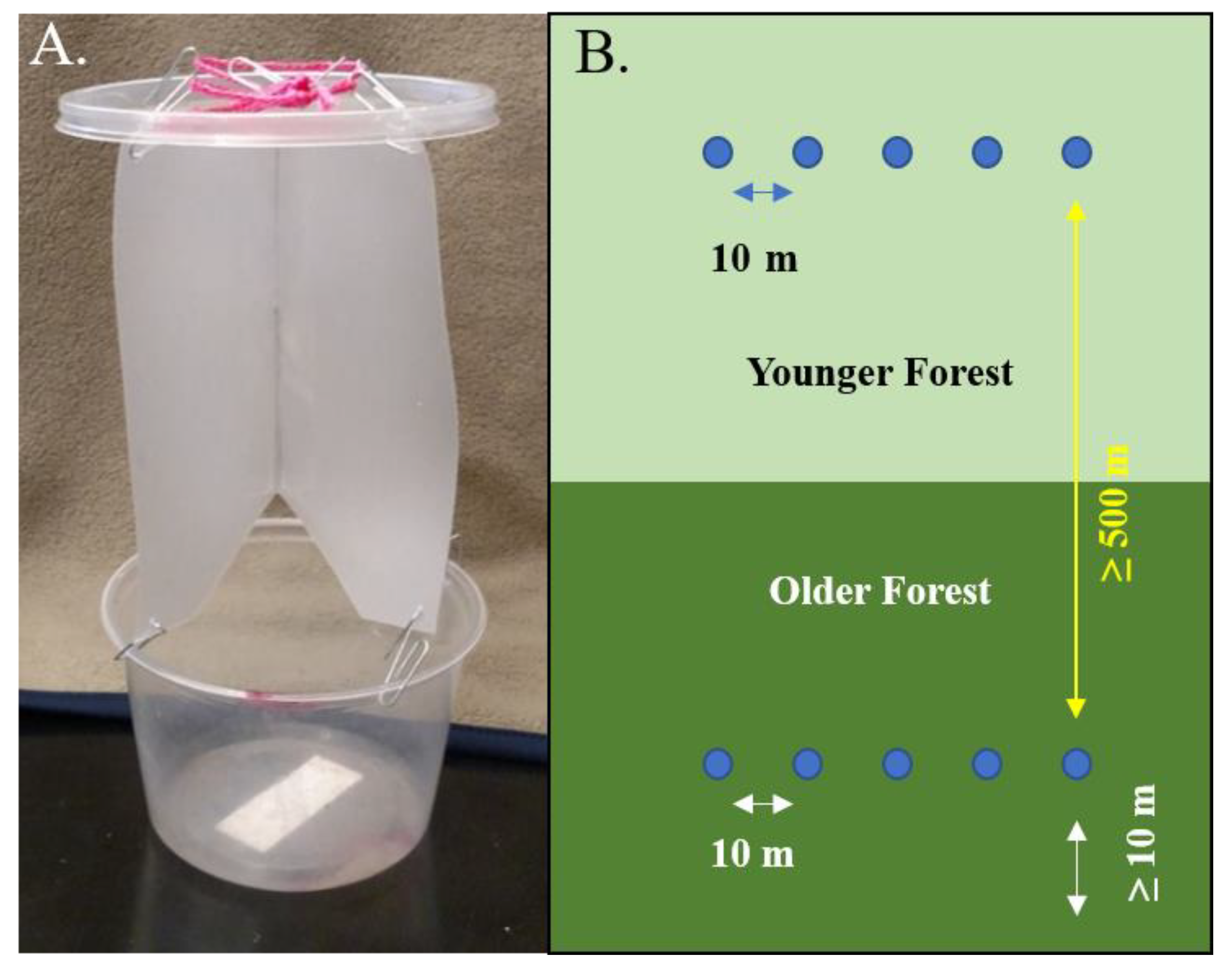 Effects of Forest Age and Invasive Shrubs on Mycophilous Coleoptera ...