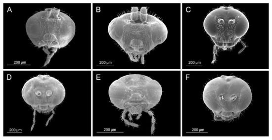 Insects 16 00736 g003