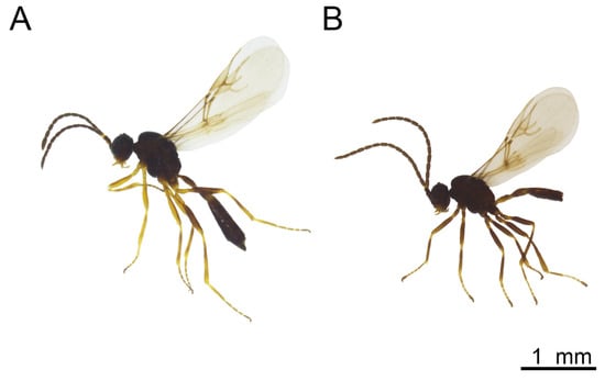 Insects 16 00736 g012