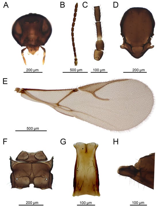 Insects 16 00736 g013
