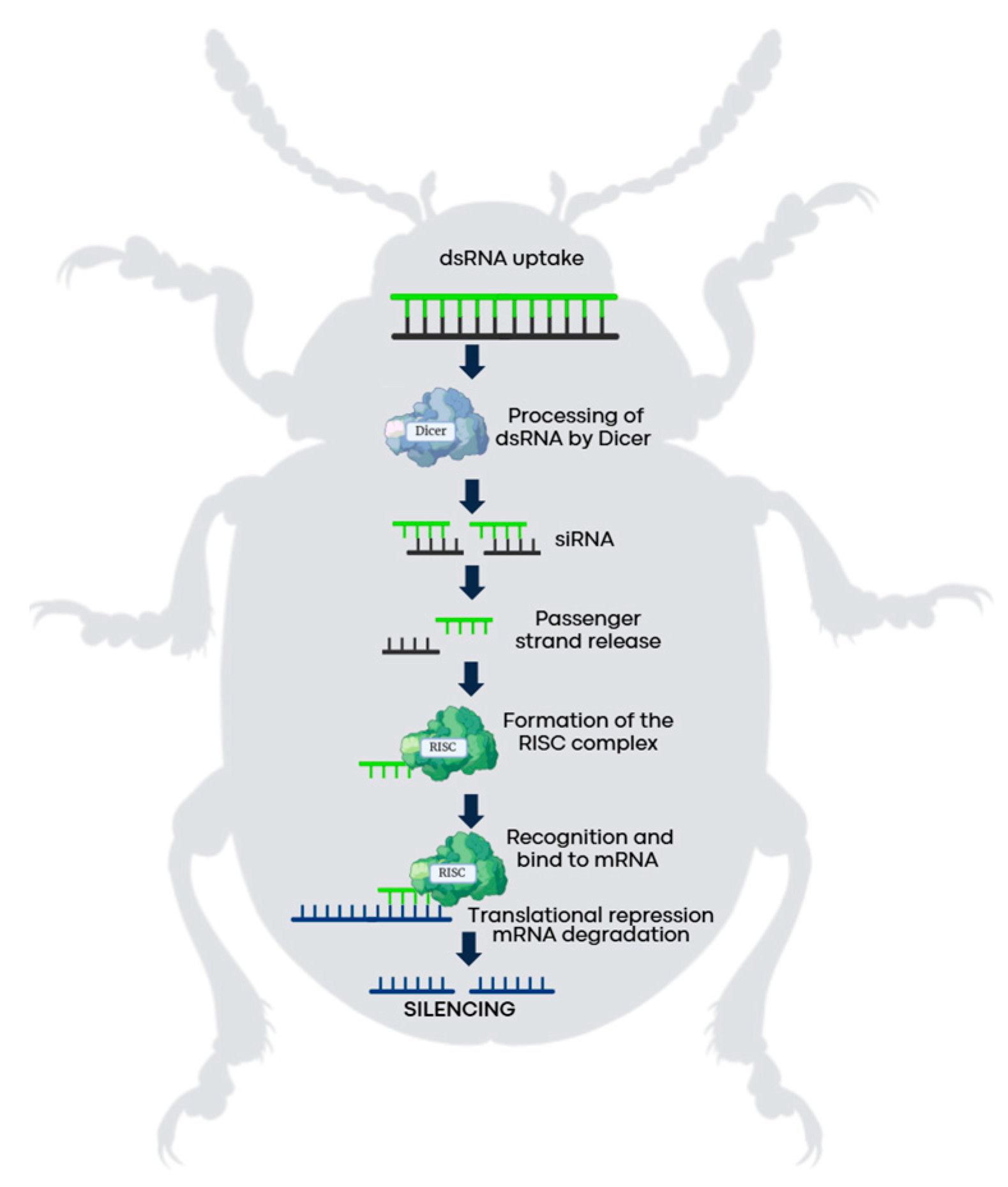 Insects 16 00737 g001