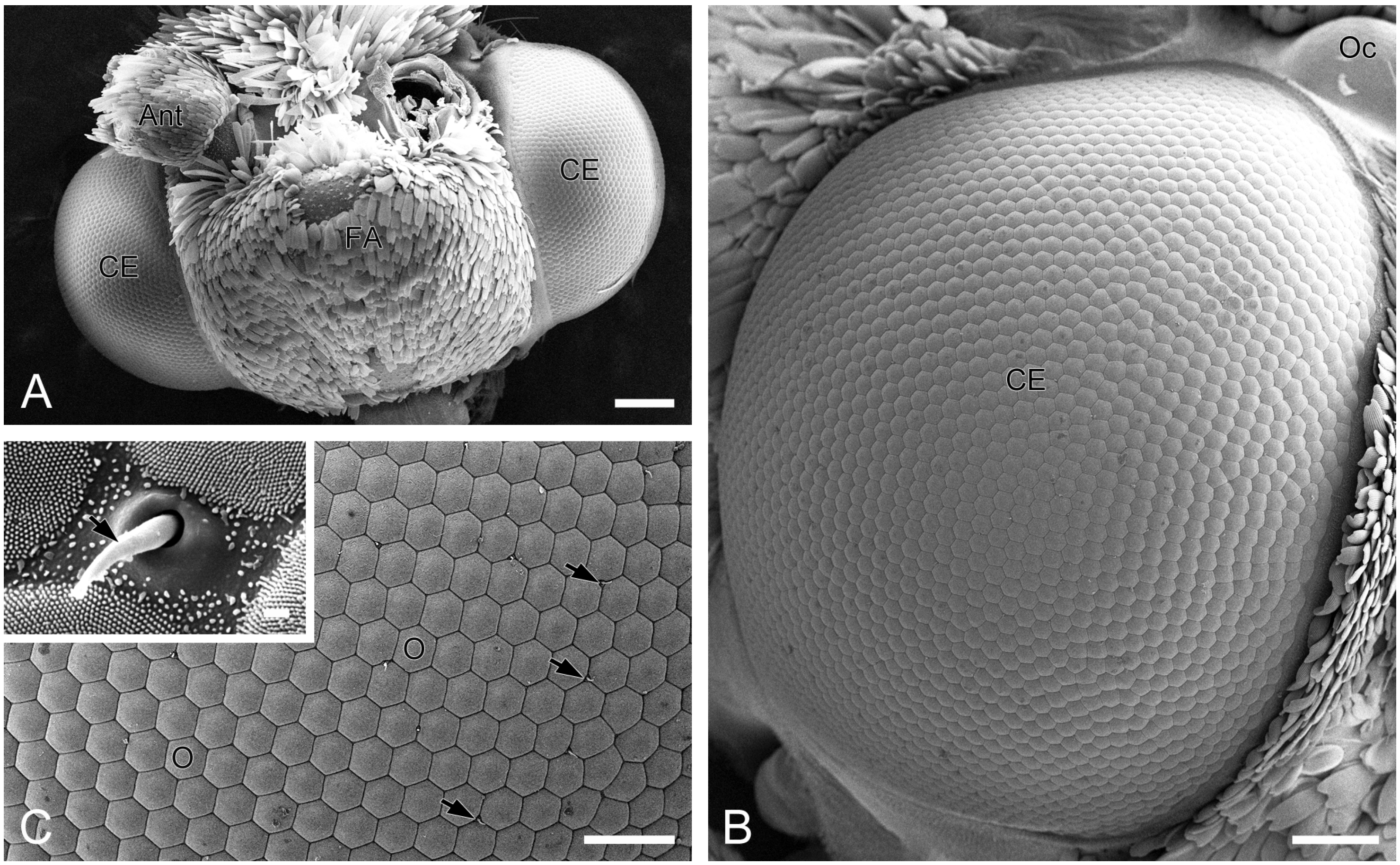 Insects 16 00771 g001