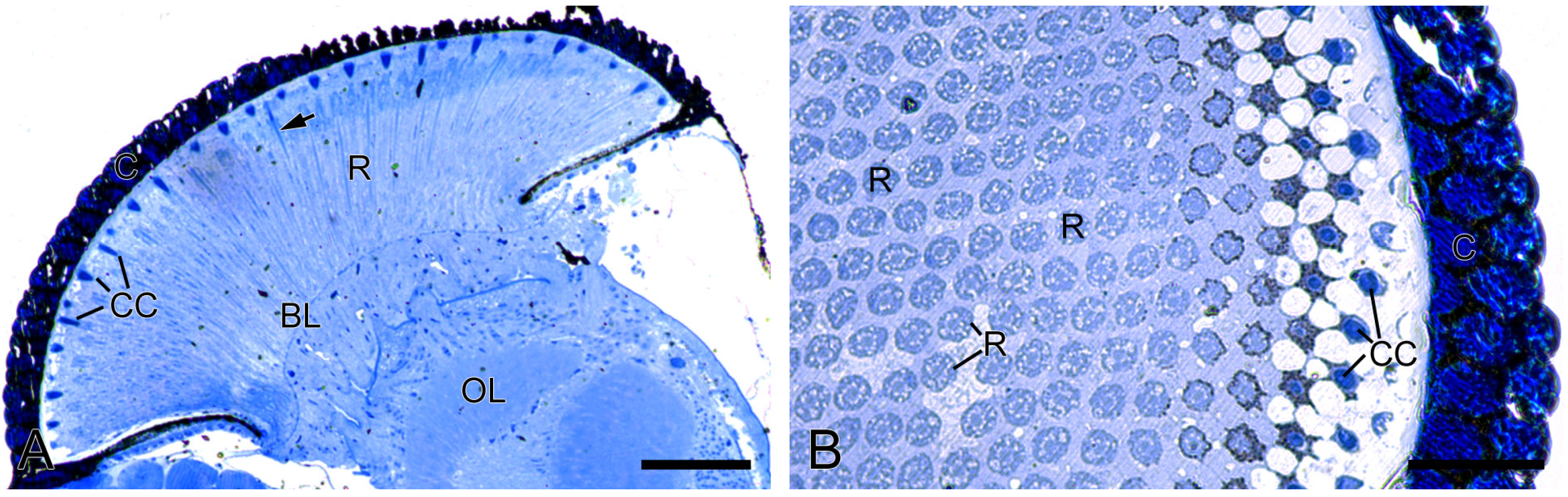 Insects 16 00771 g002