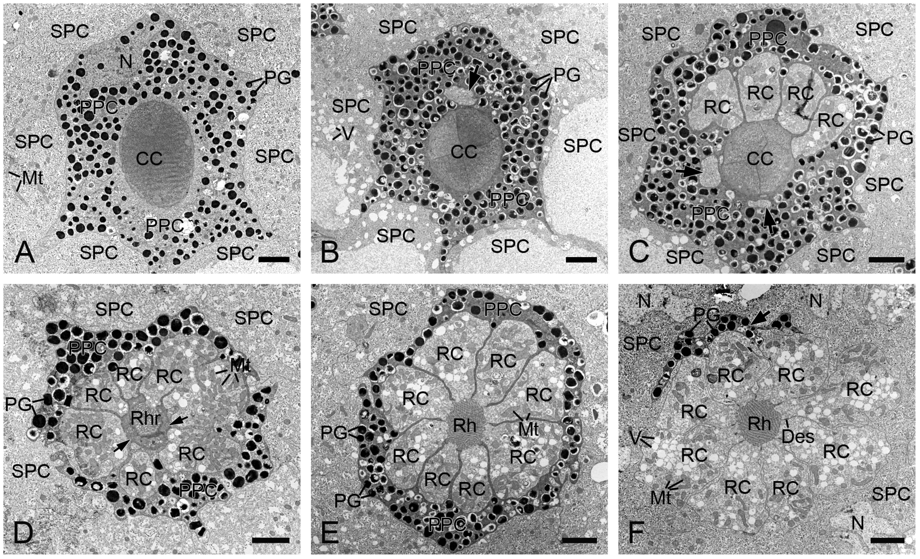 Insects 16 00771 g004